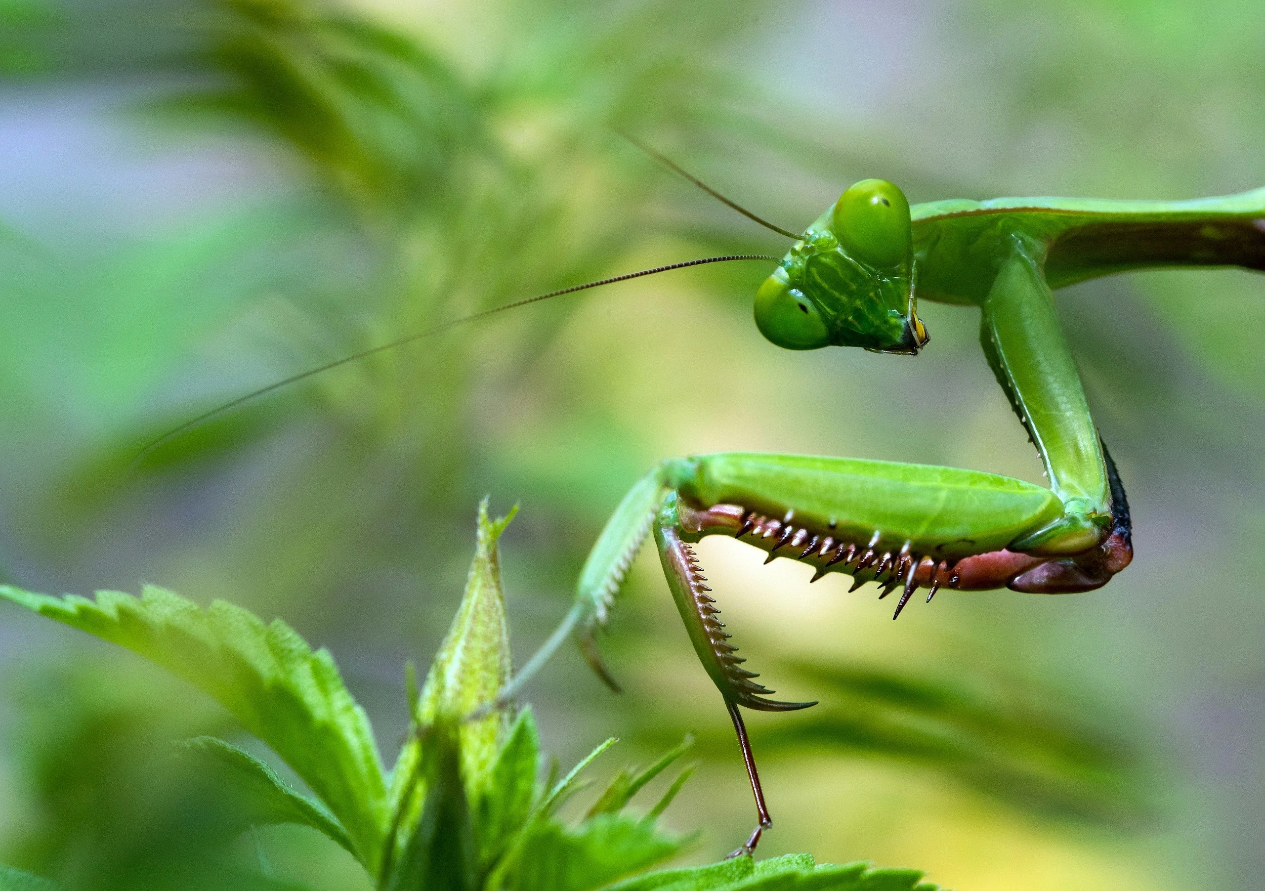 The Hidden Danger of Praying Mantises for Hummingbirds