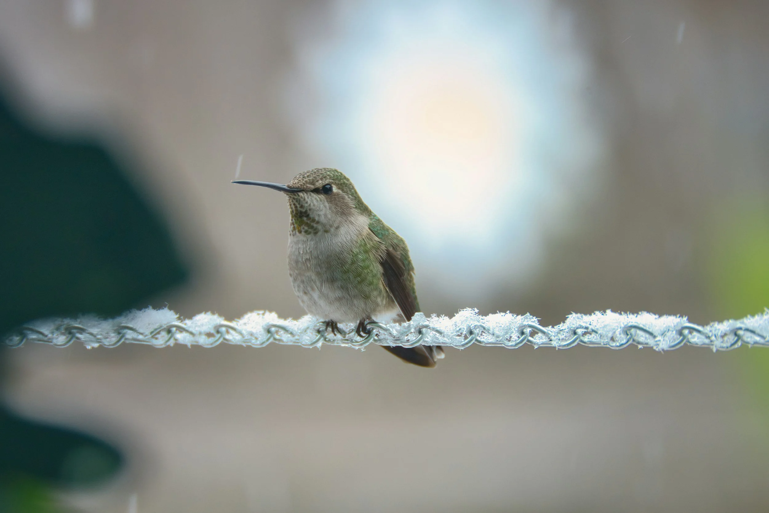 How Hummingbirds Survive Cold Nights