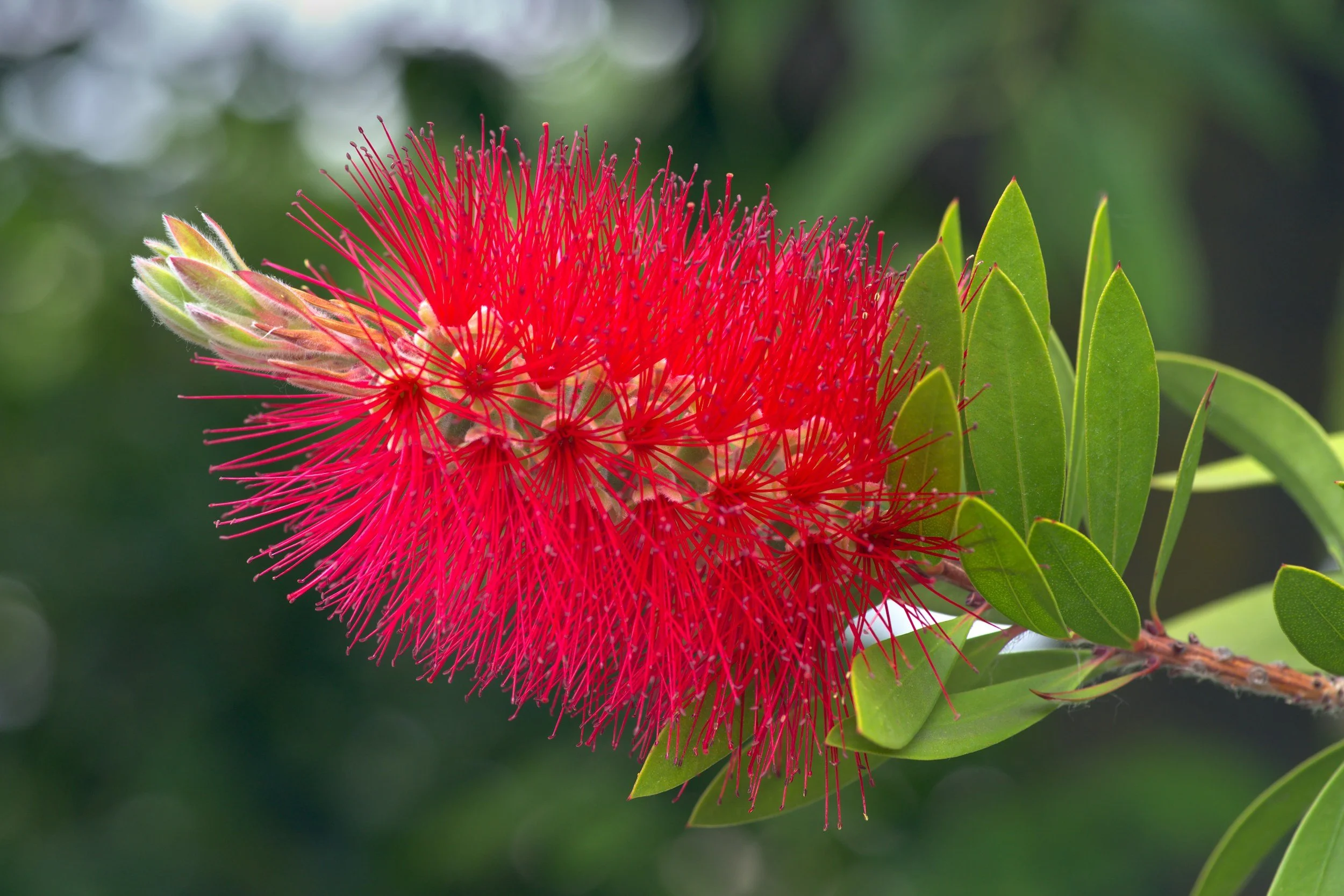 Attract Hummingbirds with the Bottlebrush Plant