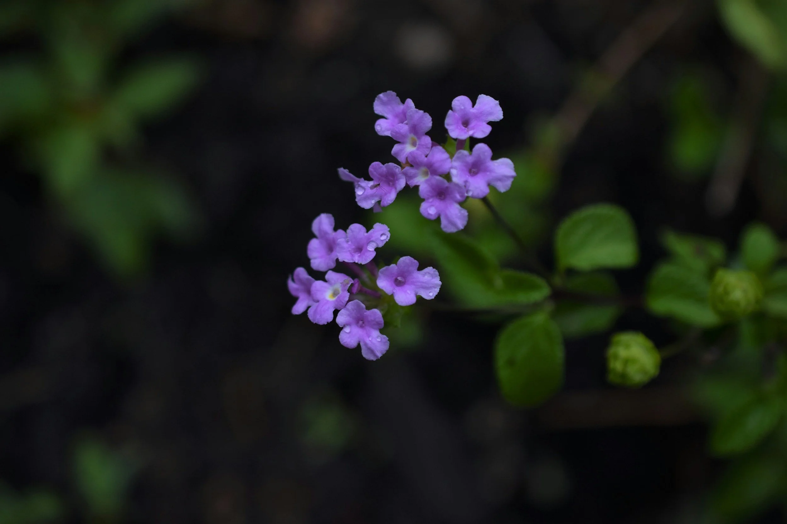 Attract Hummingbirds with Verbena Flowers