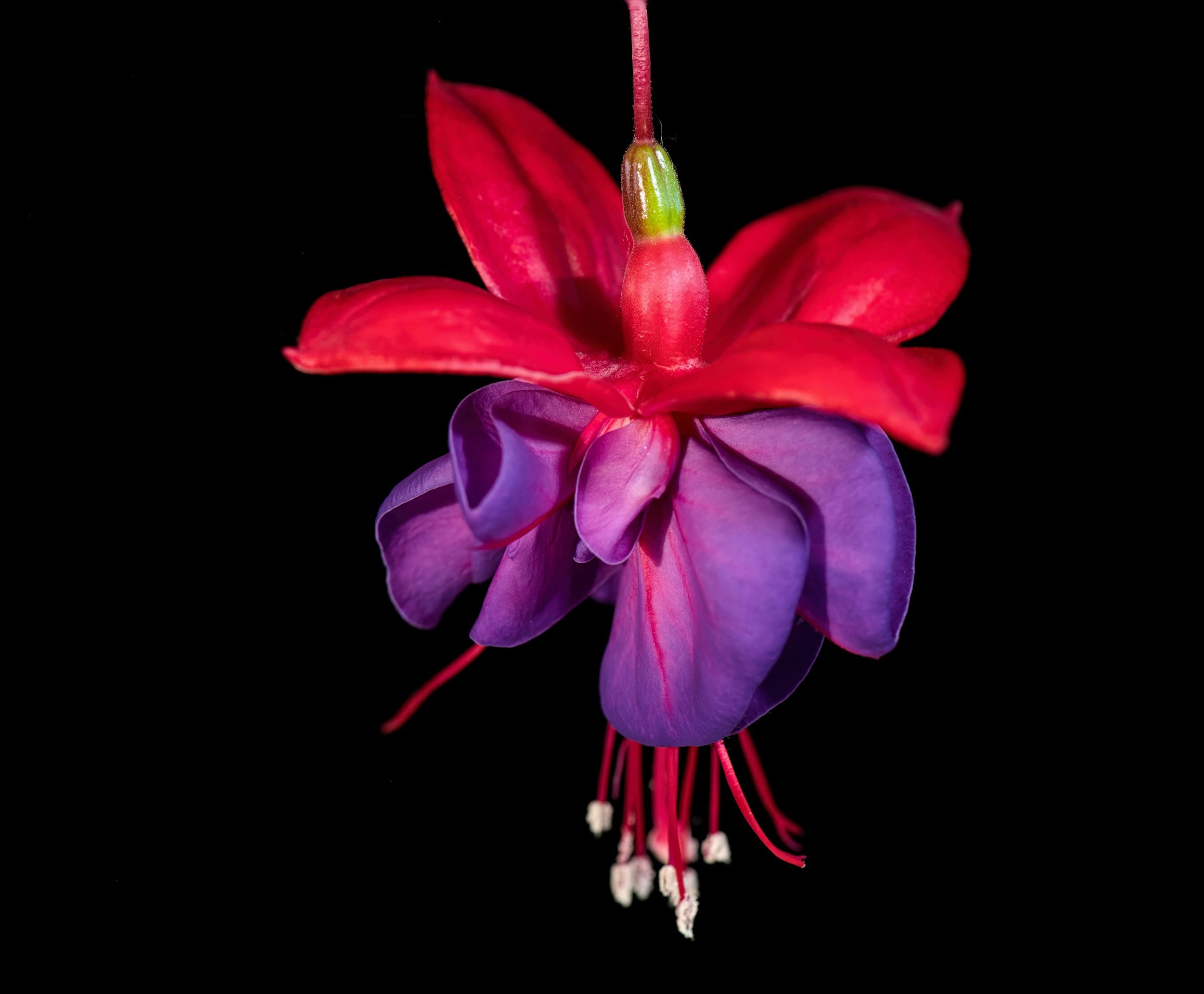 Attract Hummingbirds with Fuchsia 'Dark Eyes'
