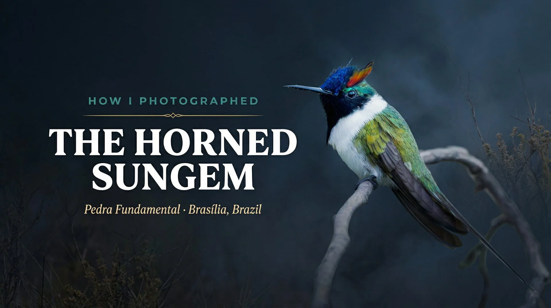 How I Photographed the Horned Sungem