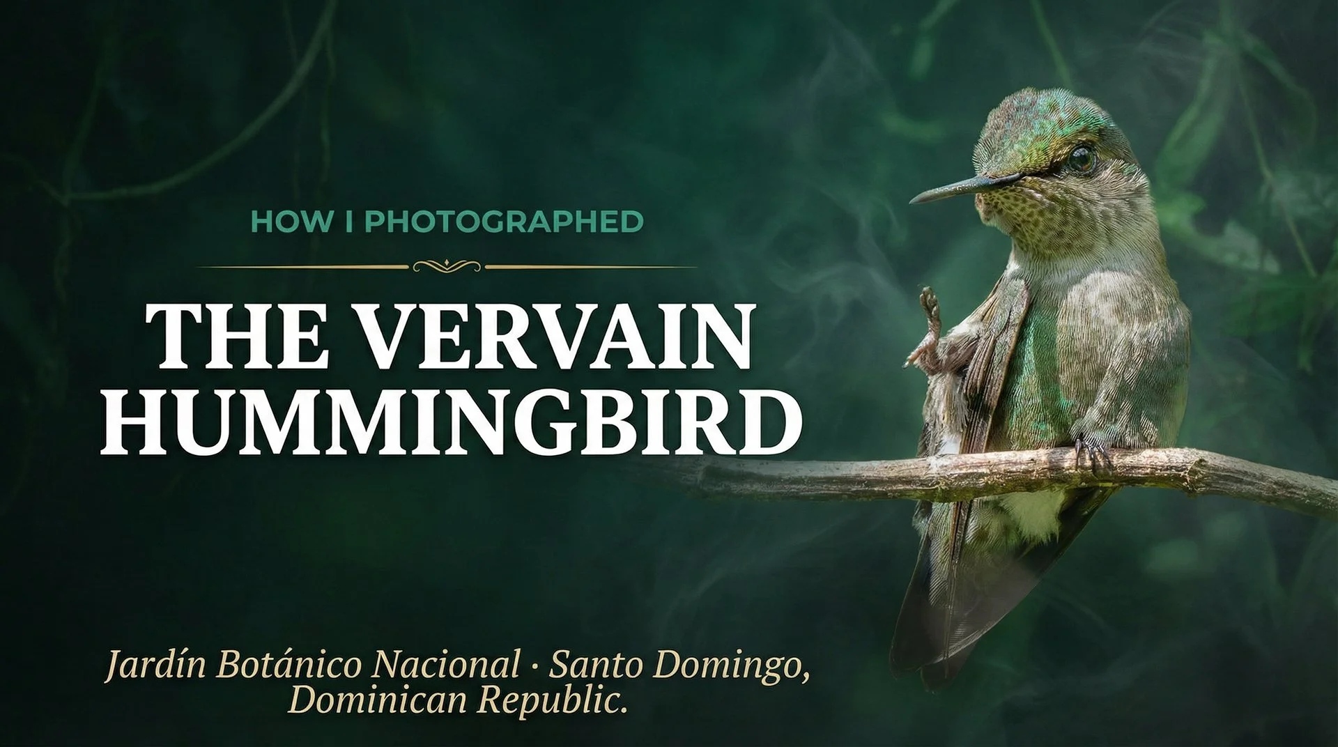 How I Photographed the Vervain Hummingbird