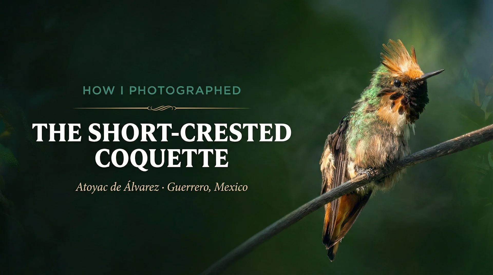 How I Photographed the Short-crested Coquette