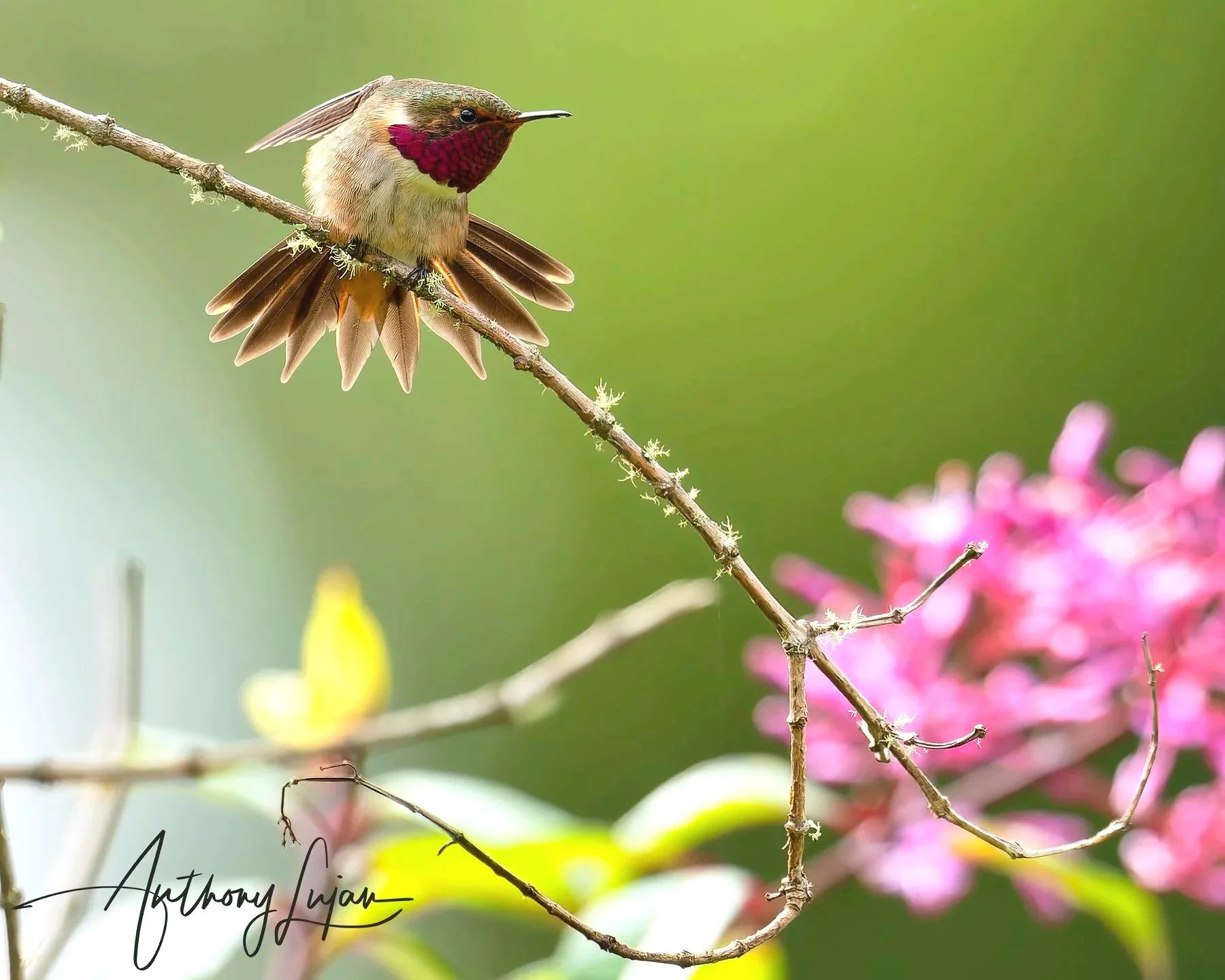 DSC2964+-+Volcano+Hummingbird+x1800.jpg