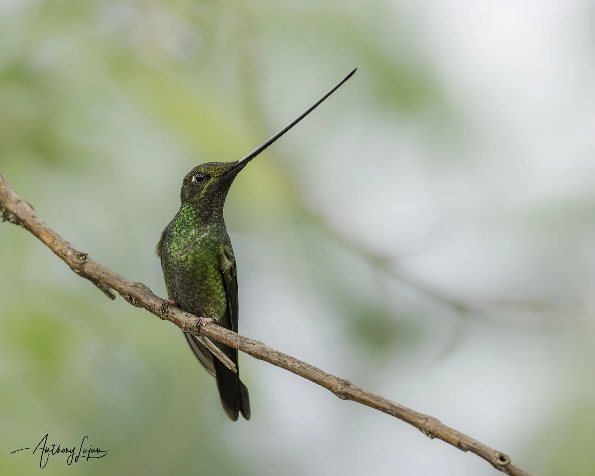 DSC09057 Sword-billed Hummingbird x1800.jpg