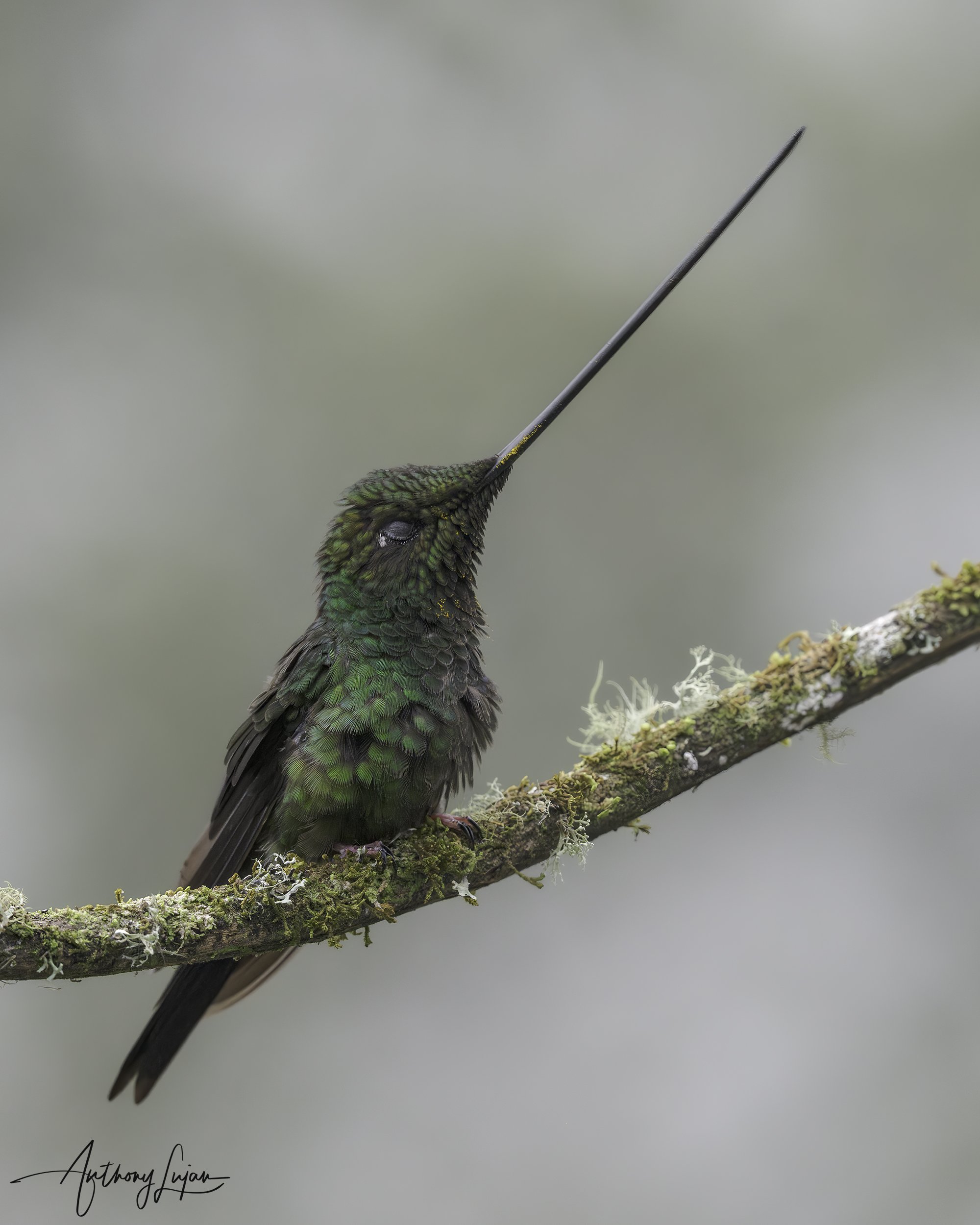 DSC00704 Sword-billed Hummingbird x1800.jpg