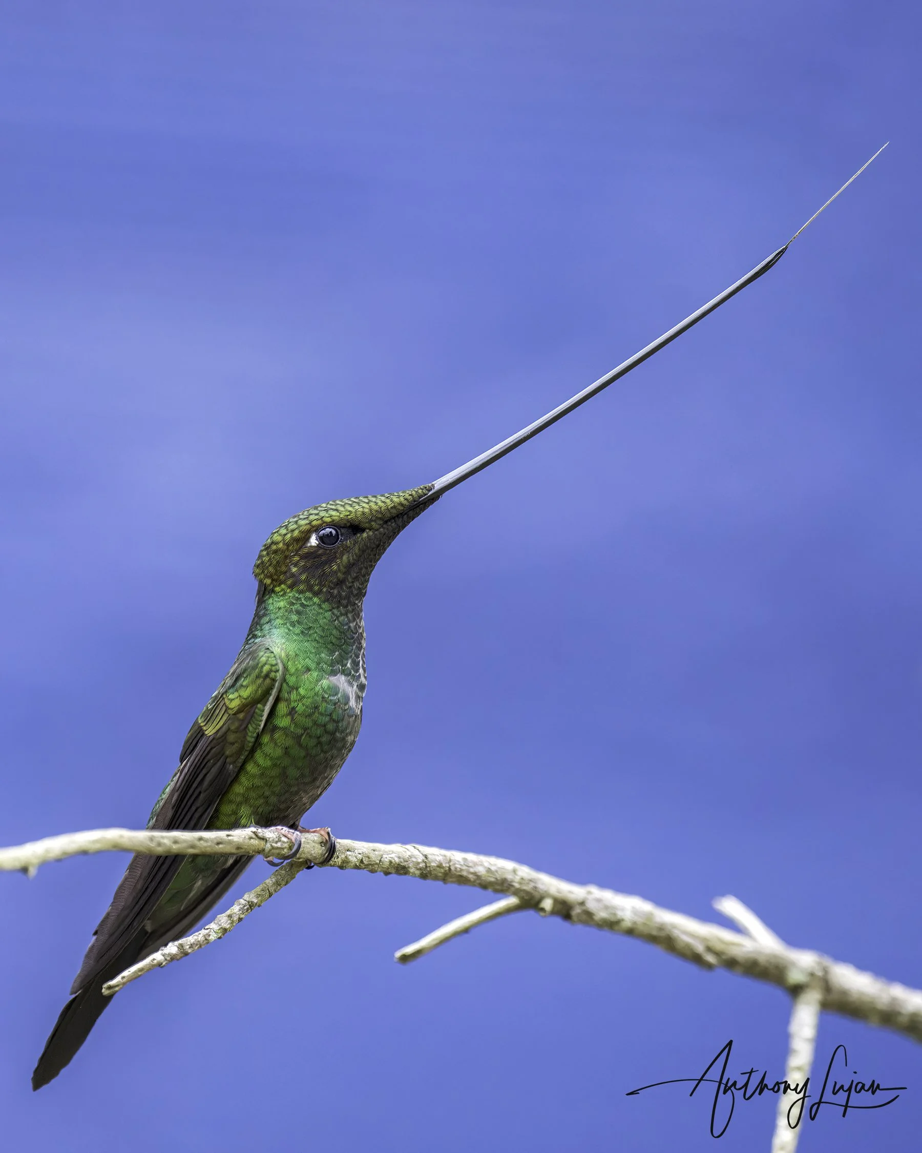 DSC7240 Sword-billed Hummingbird x1800.jpg