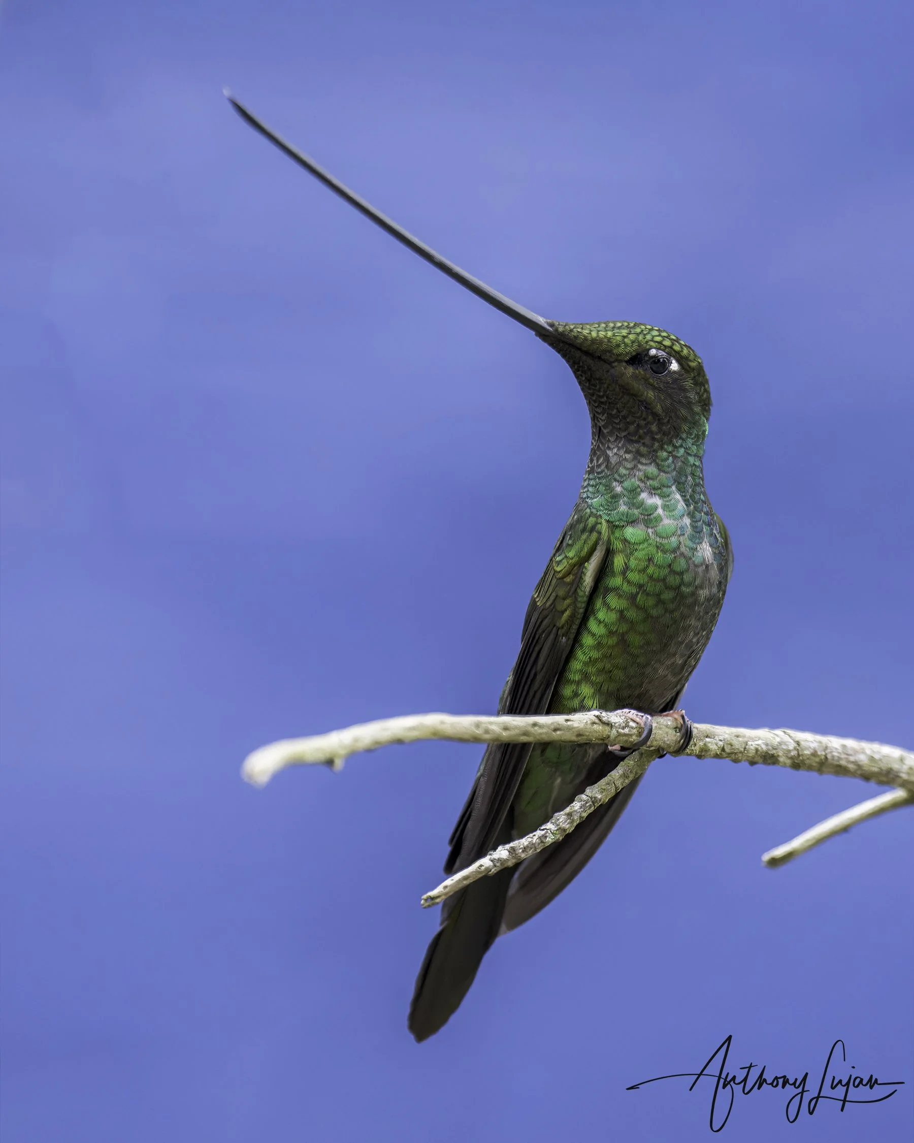 DSC7281 Sword-billed Hummingbird x1800.jpg