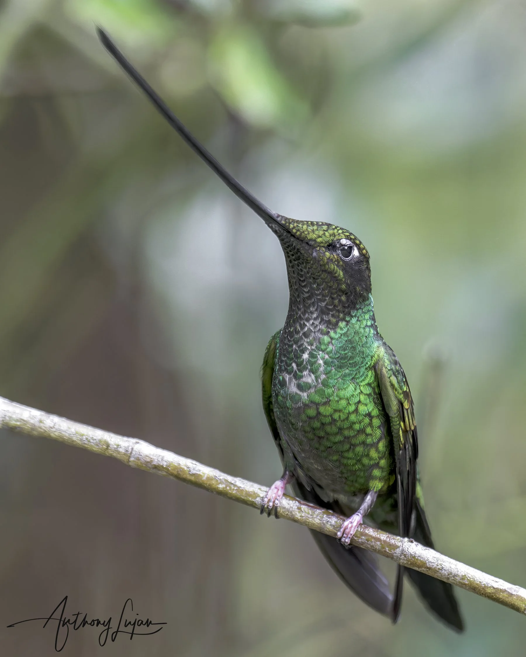 DSC5409 Sword-billed Hummingbird x1800.jpg