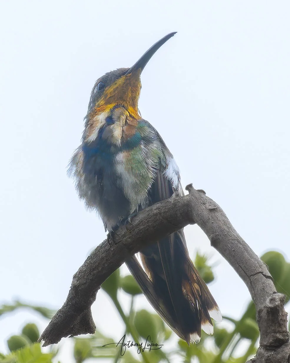 Veraguan Mango