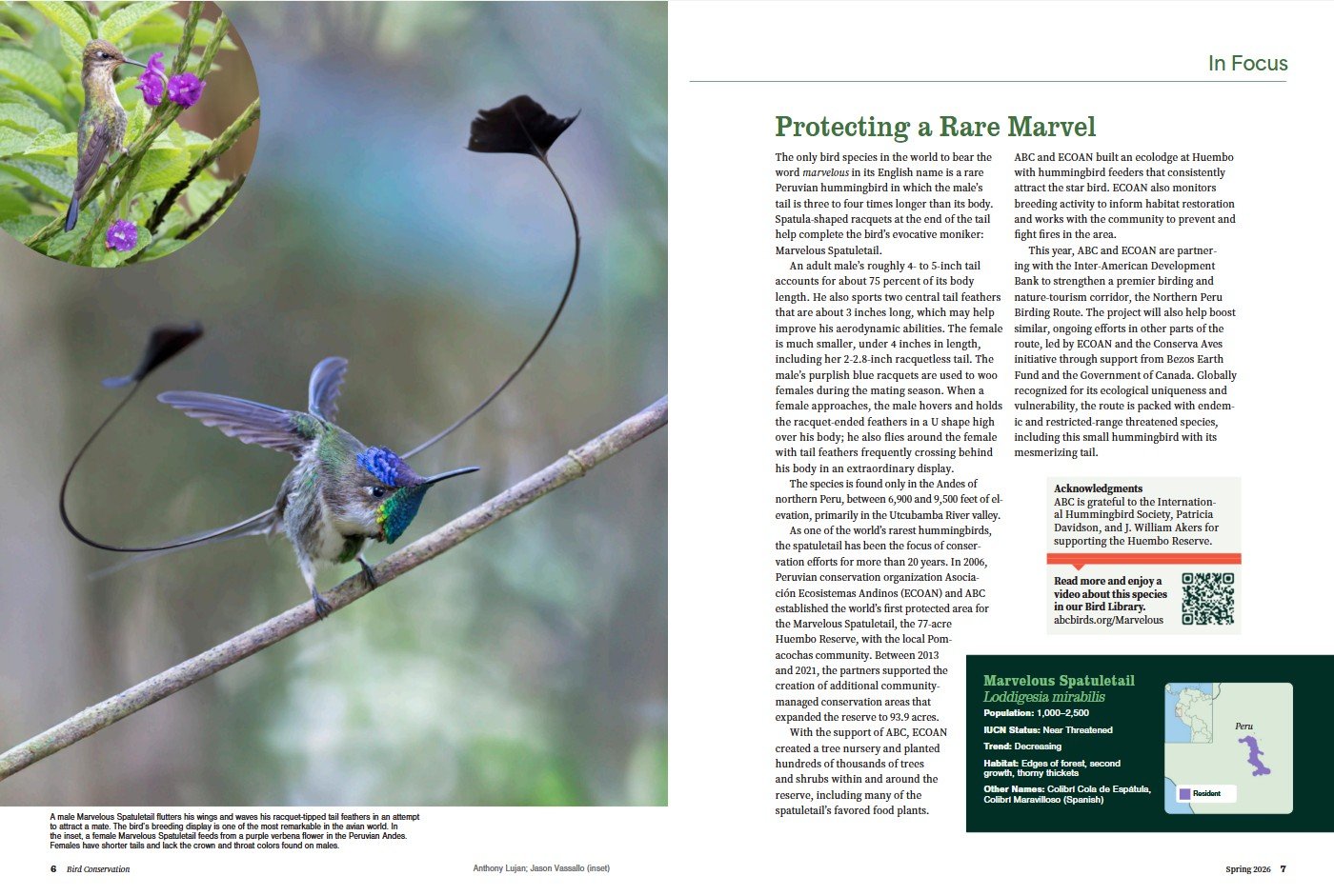 ABC Bird Conservation Spring 2026 02.jpg