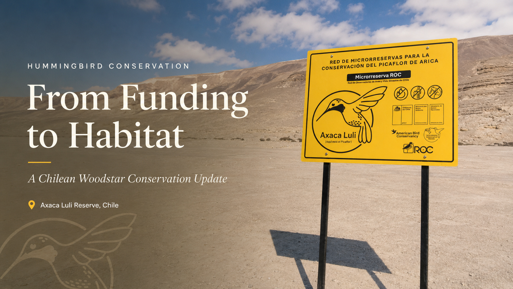 From Funding to Habitat: A Chilean Woodstar Conservation Update