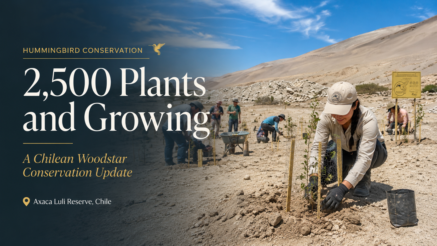 2,500 Plants and Growing: A Chilean Woodstar Conservation Update