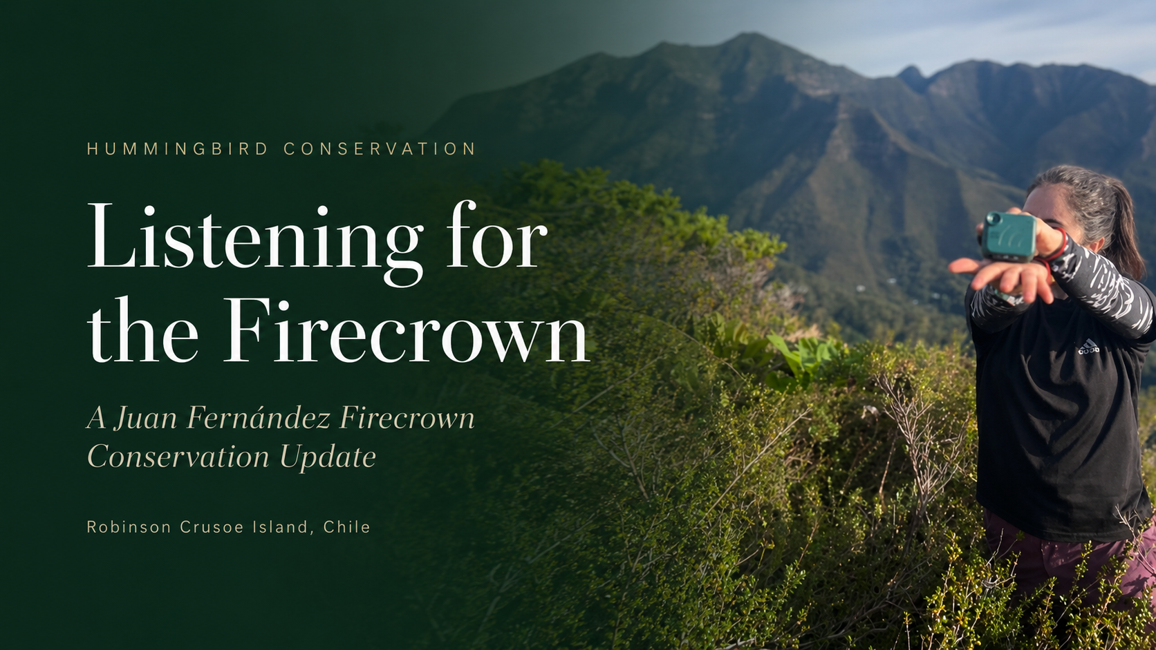 Listening for the Firecrown: A Juan Fernández Firecrown Conservation Update
