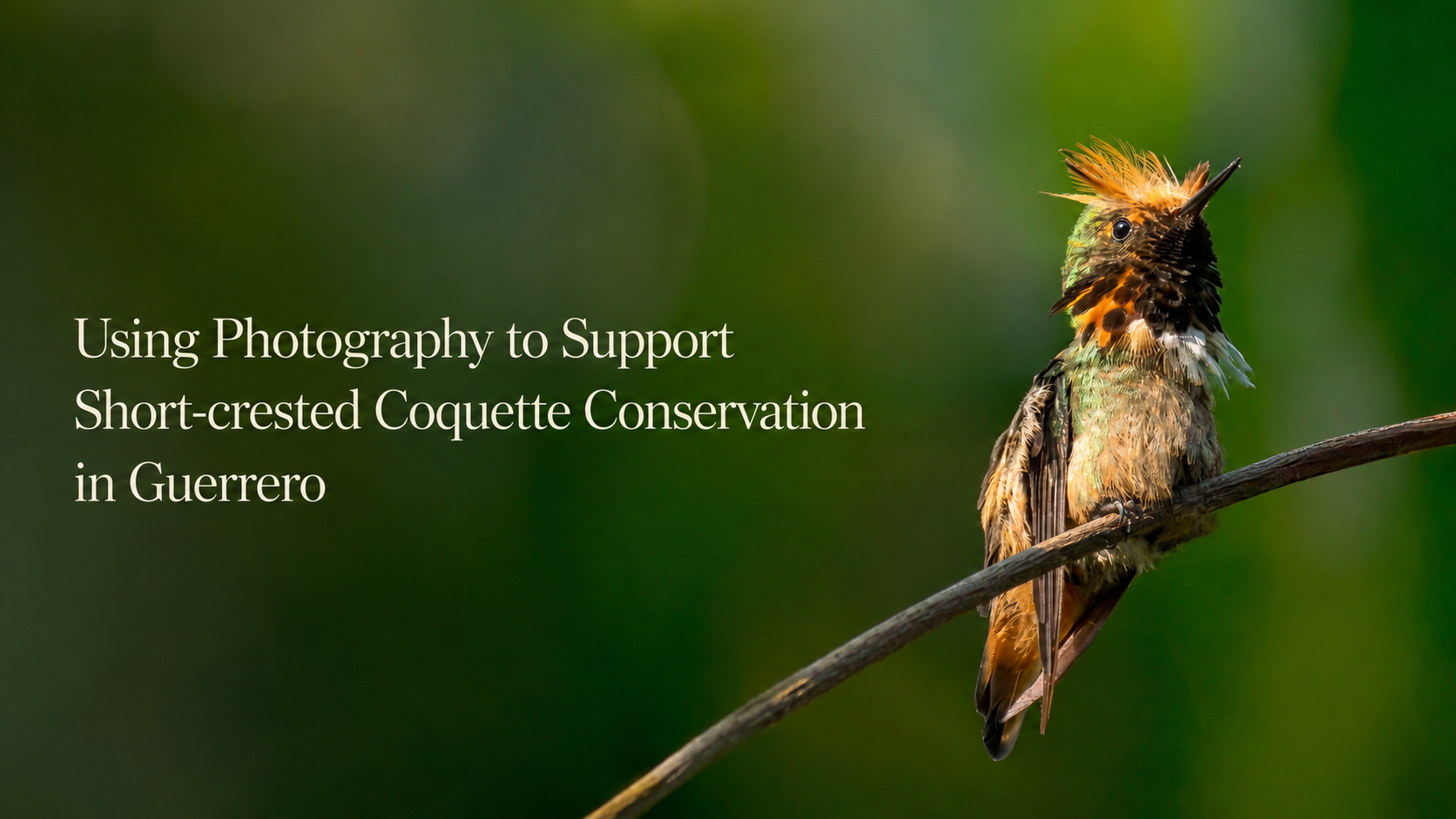 Using Photography to Support Short-crested Coquette Conservation in Guerrero