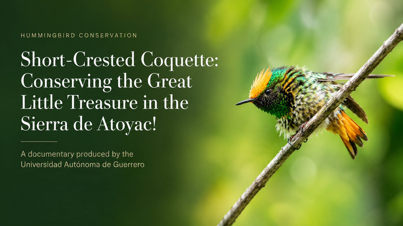 Using Photography and Video to Amplify Short-crested Coquette Conservation in Guerrero