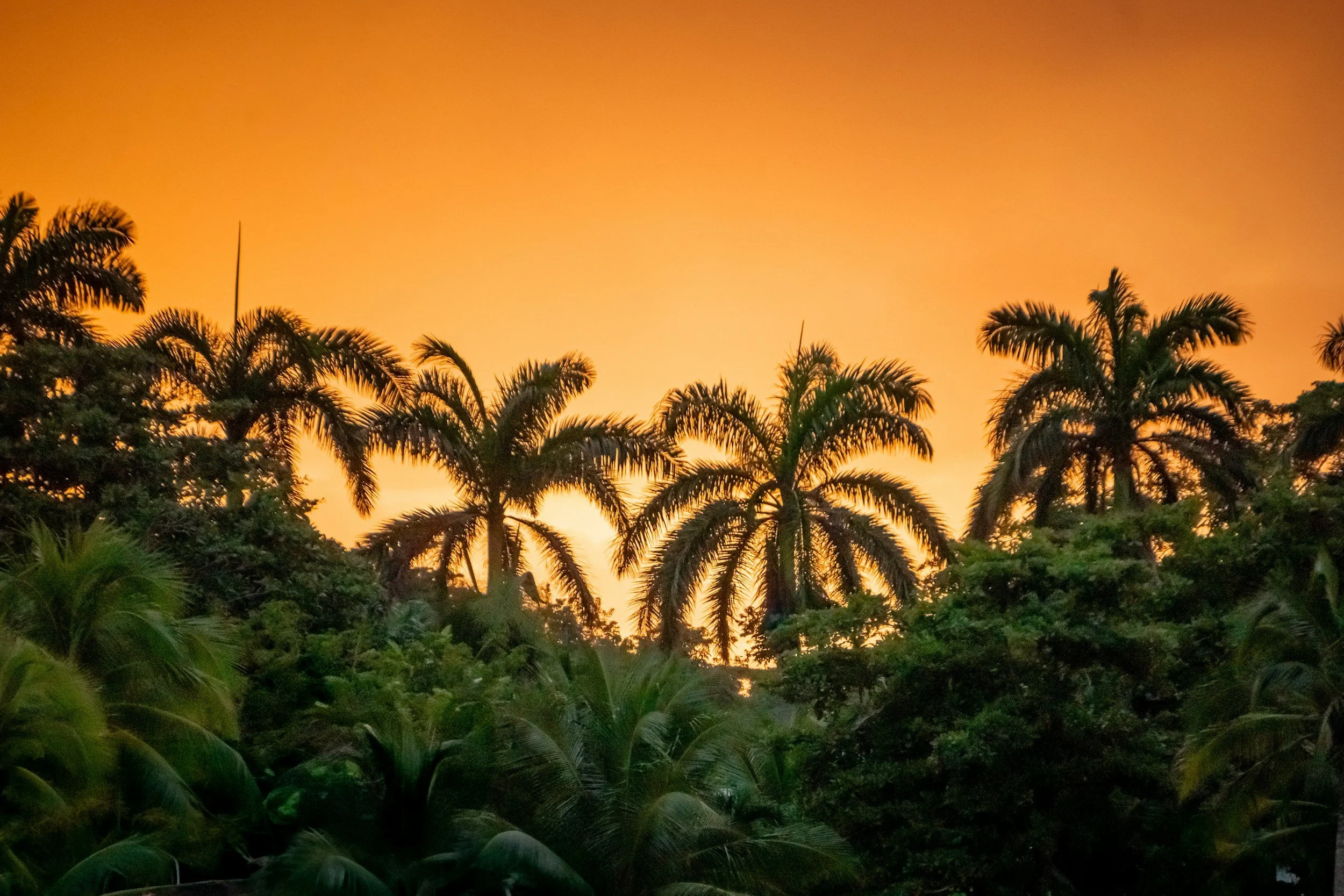 Jamaica 2026