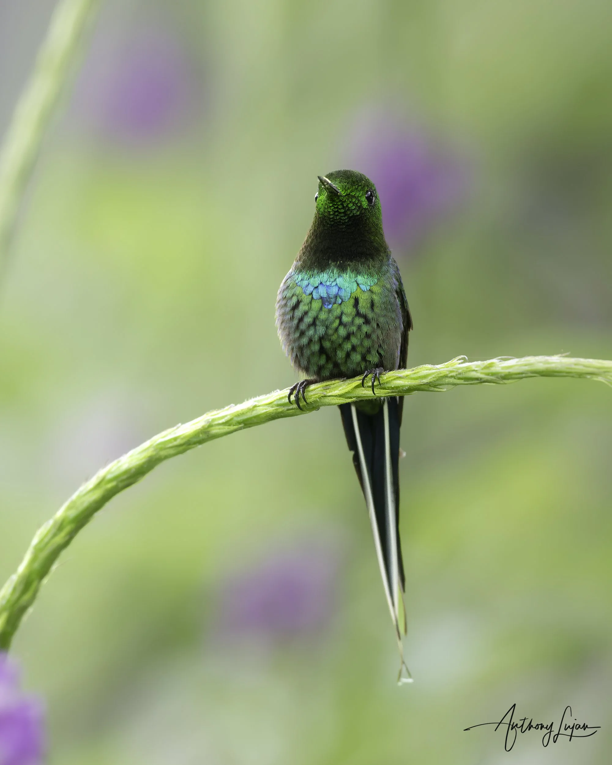 DSC1203 Green Thorntail.jpg