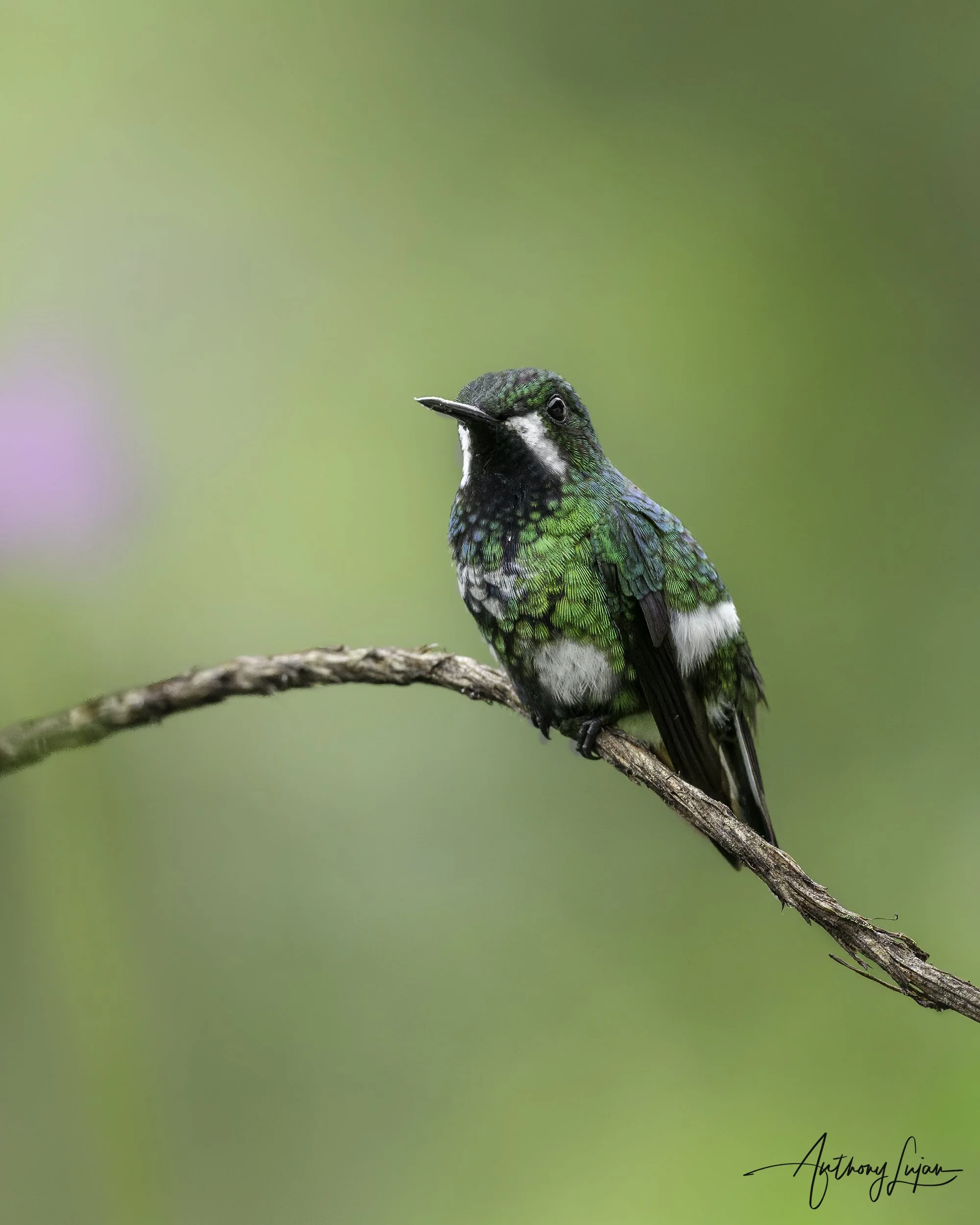 DSC1002 Green Thorntail female.jpg