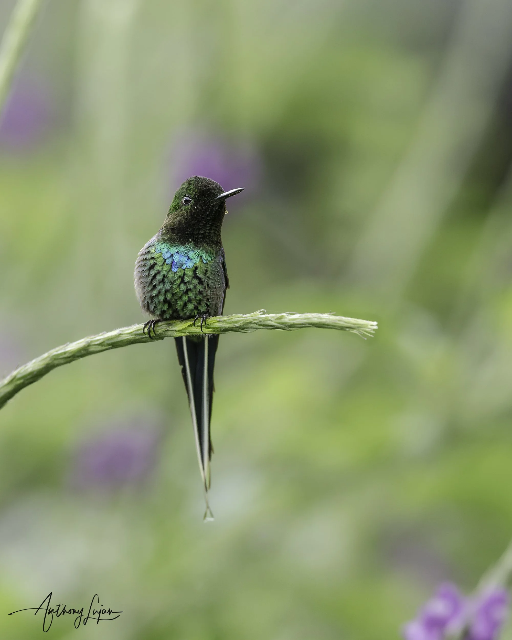 DSC1267 Green Thorntail.jpg