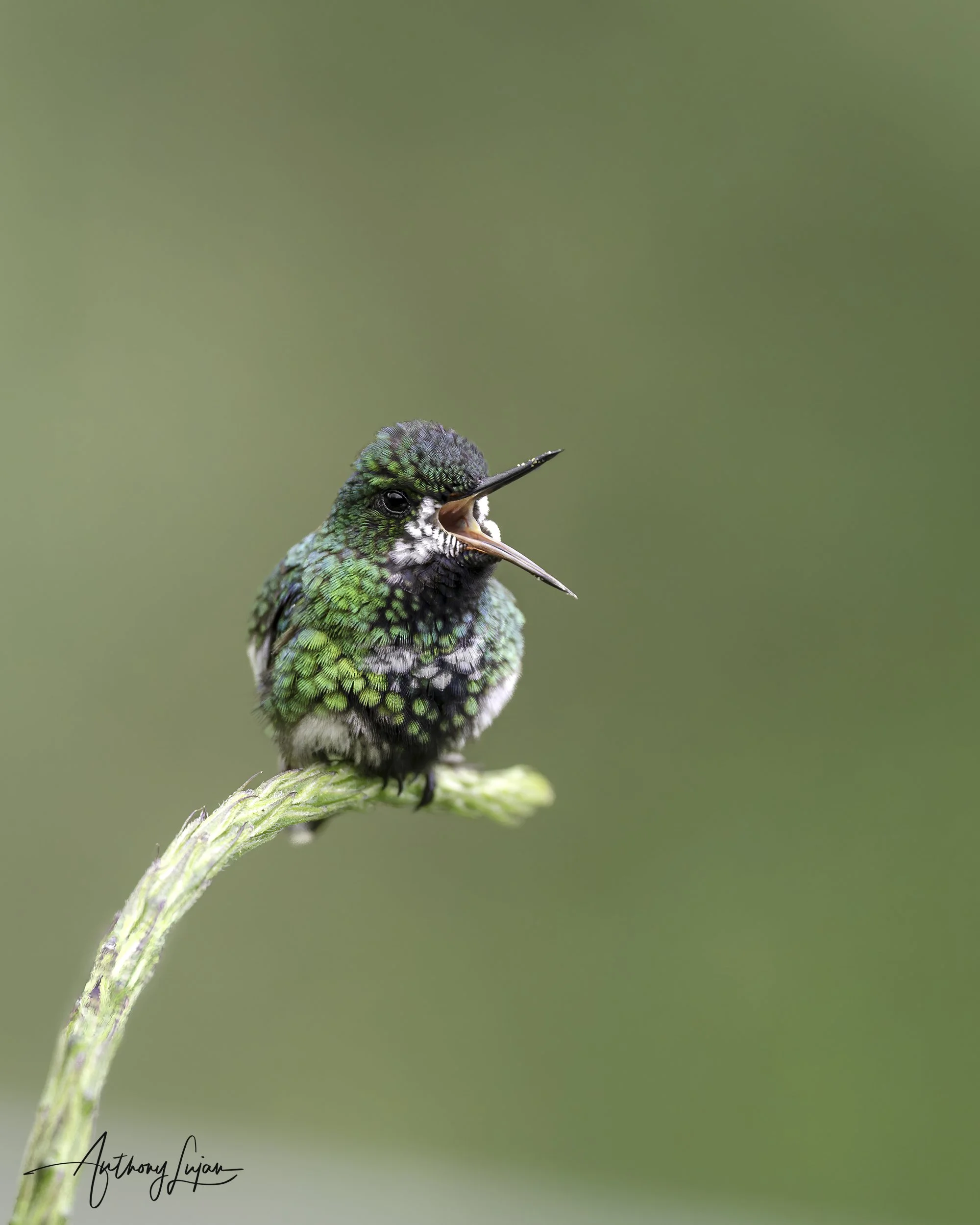 DSC2828 Green Thorntail.jpg
