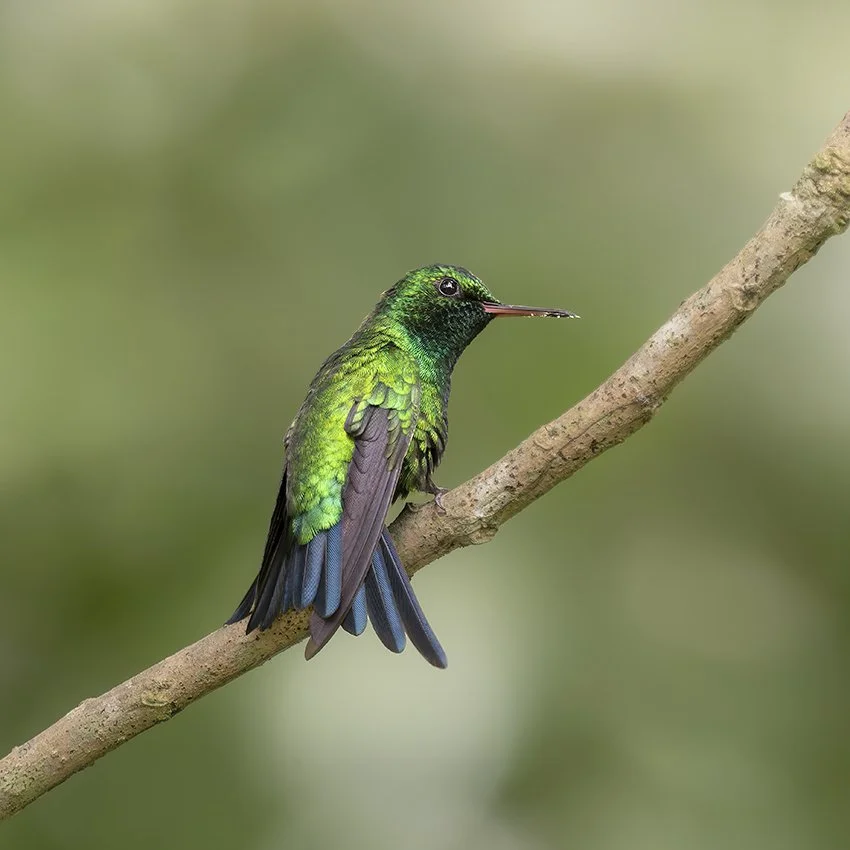 Puerto Rican Emerald