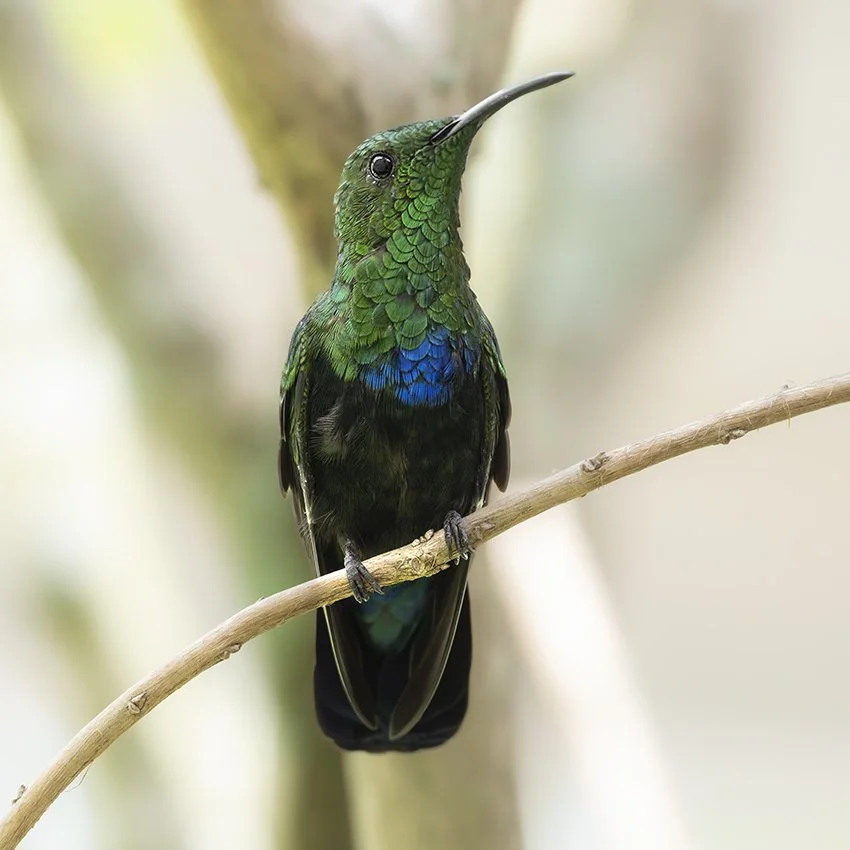 Green-throated Carib