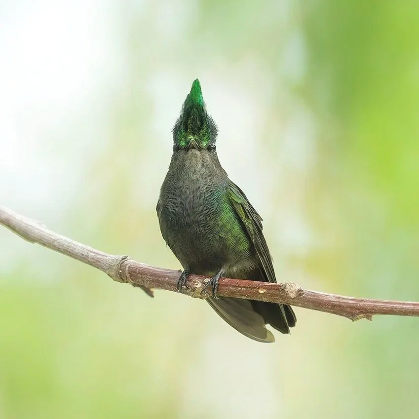 Antillean Crested Hummingbird