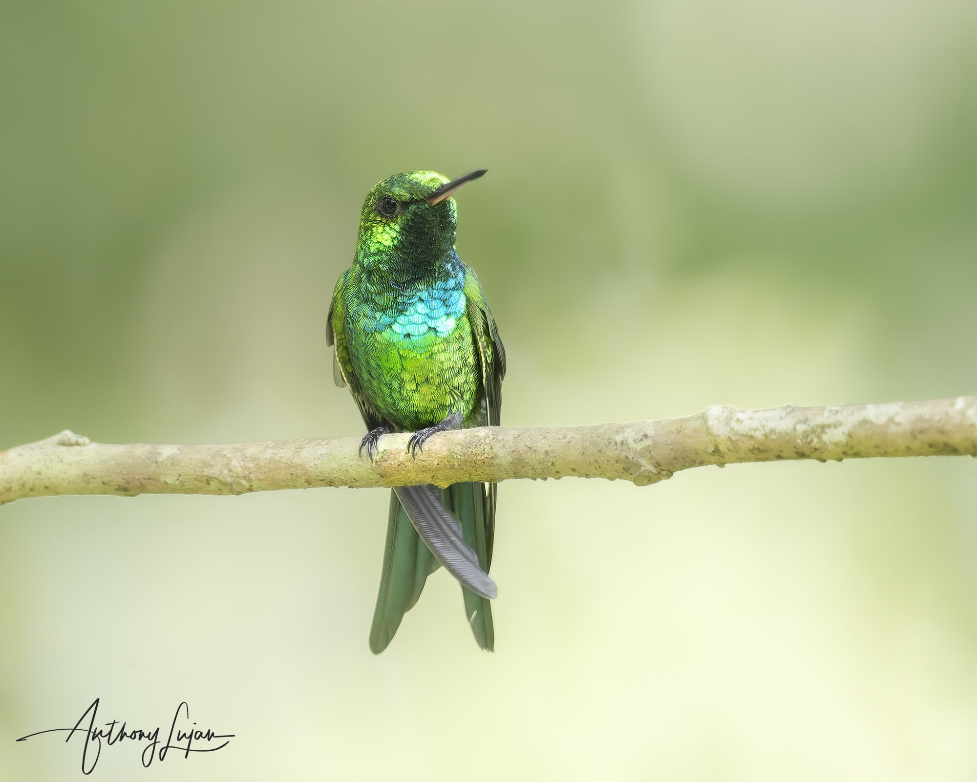 Puerto Rican Emerald