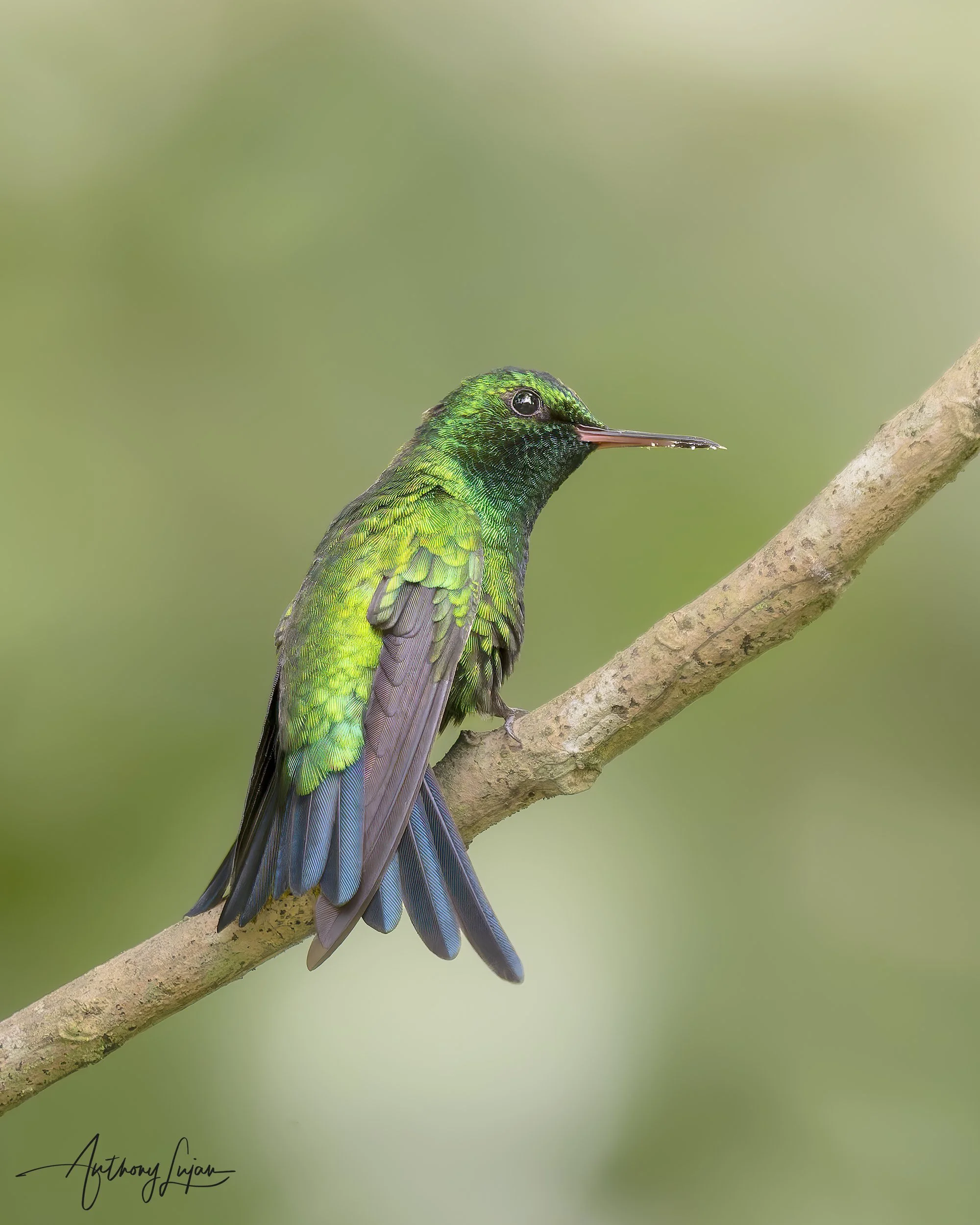 DSC1336 Puerto Rican Emerald x1800.jpg