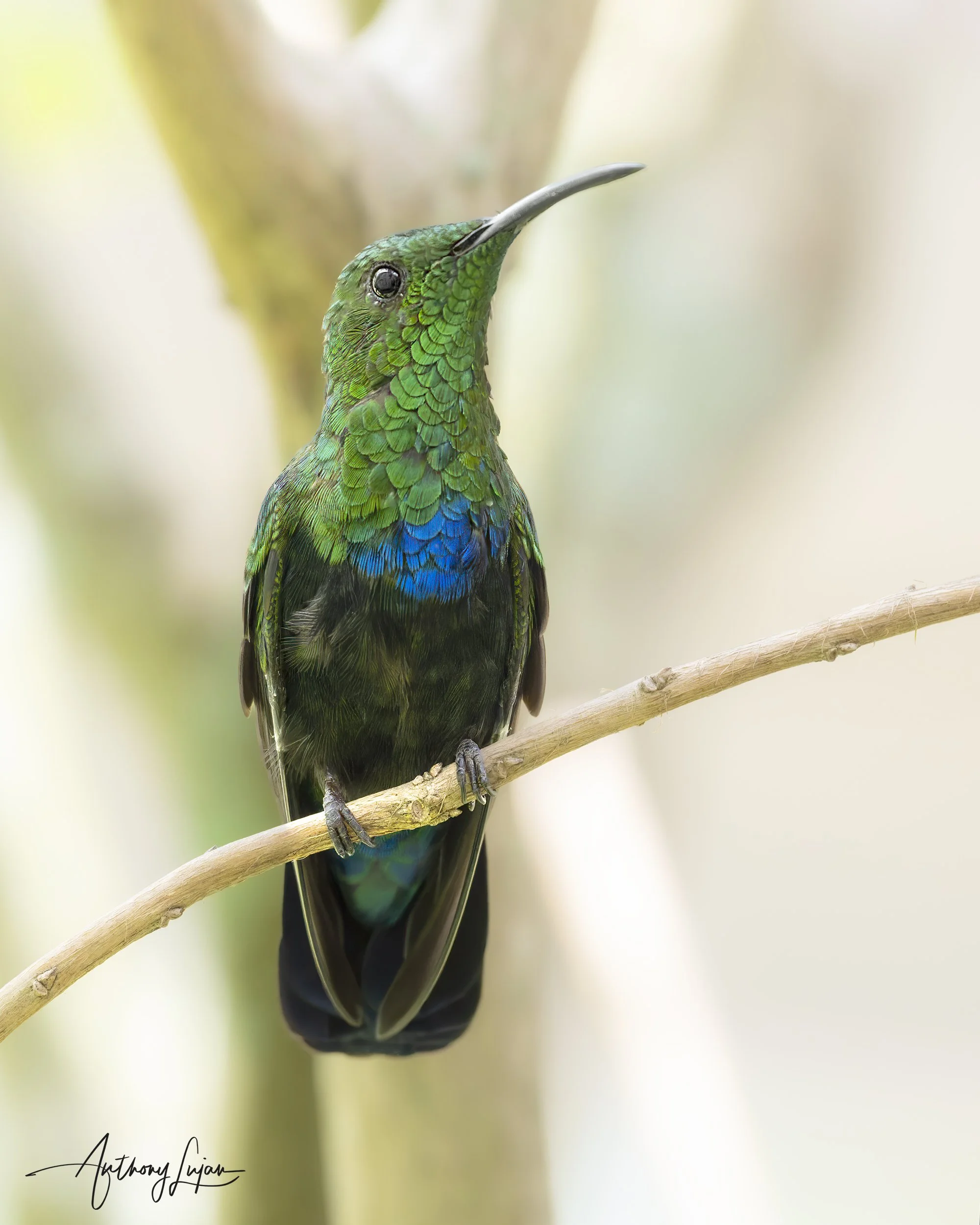 _DSC2676 Green-throated Carib x1800.jpg