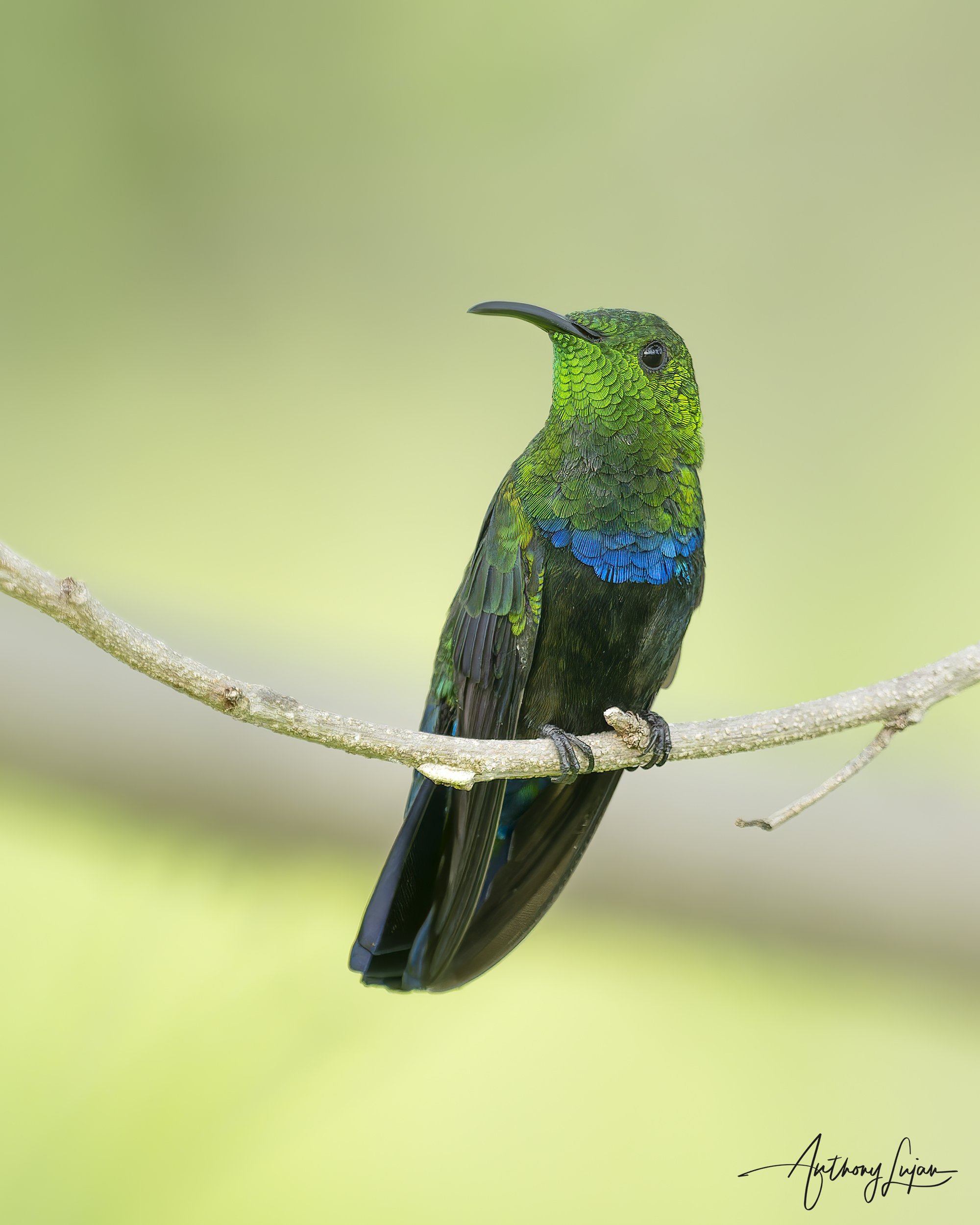 Green-throated Carib