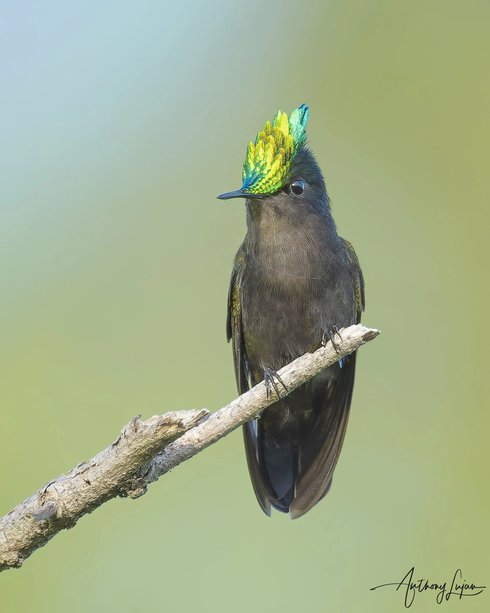Antillean Crested Hummingbird