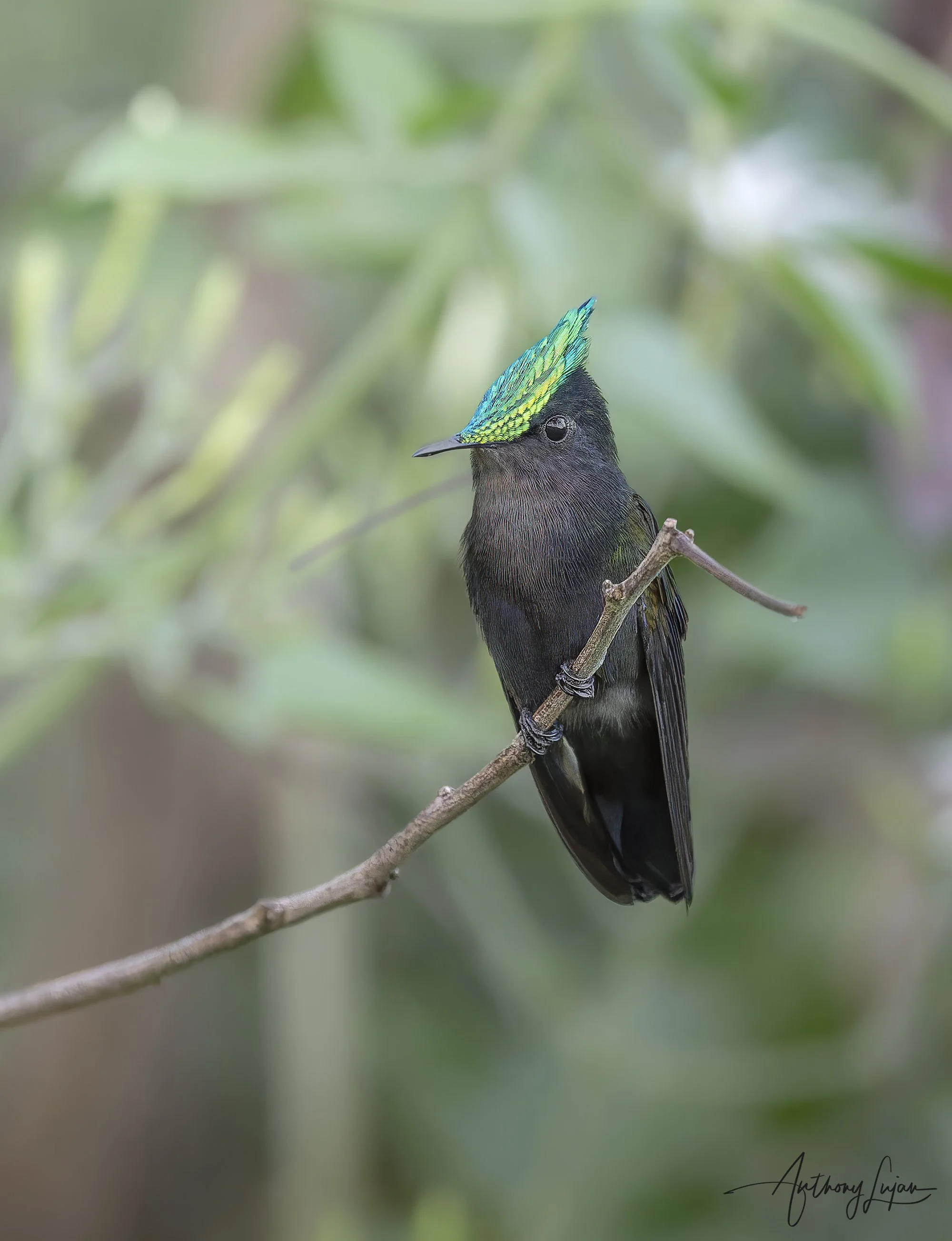 DSC5853 Antillean Crested Hummingbird x1800.jpg