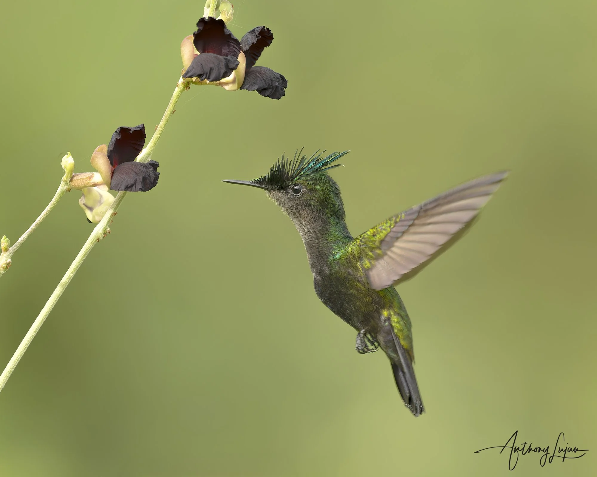 DSC05042 Antilllean Crested Hummingbird x1800.jpg