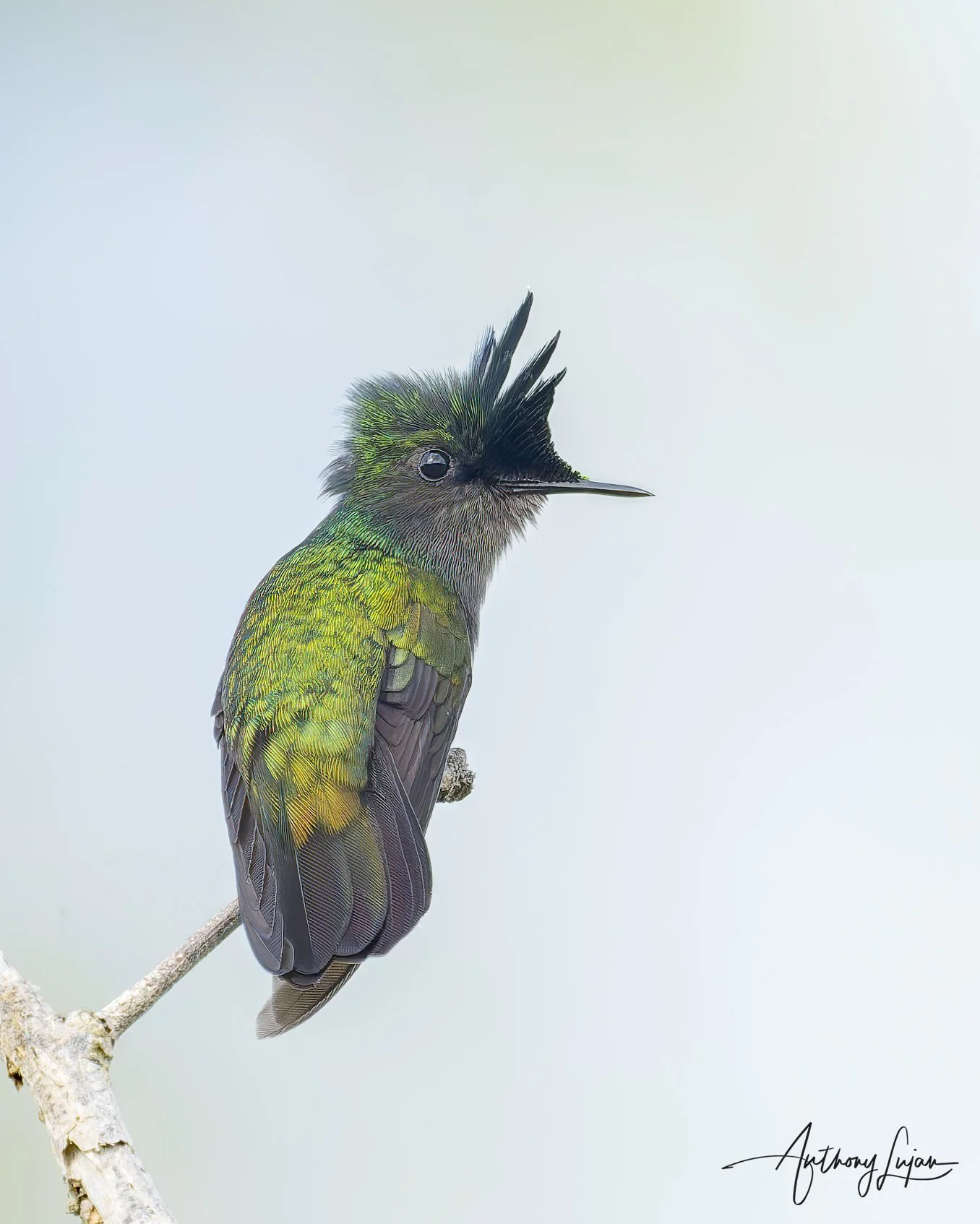 DSC3308 Antillean Crested Hummingbird x1800.jpg