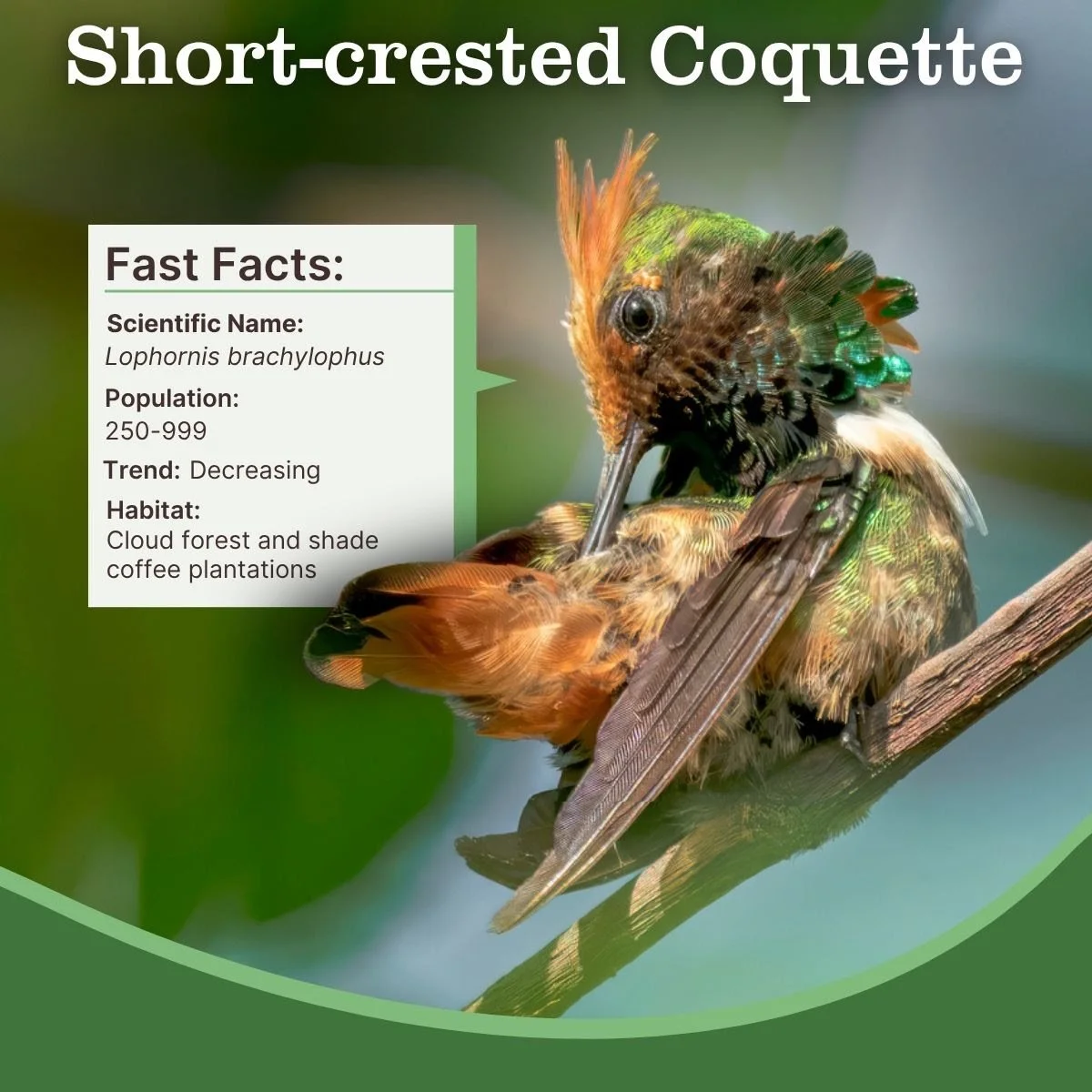 ABC Short-crested Coquette 09-2026 02.jpg