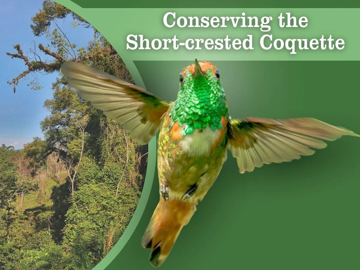 ABC Short-crested Coquette 09-2026 03.jpg