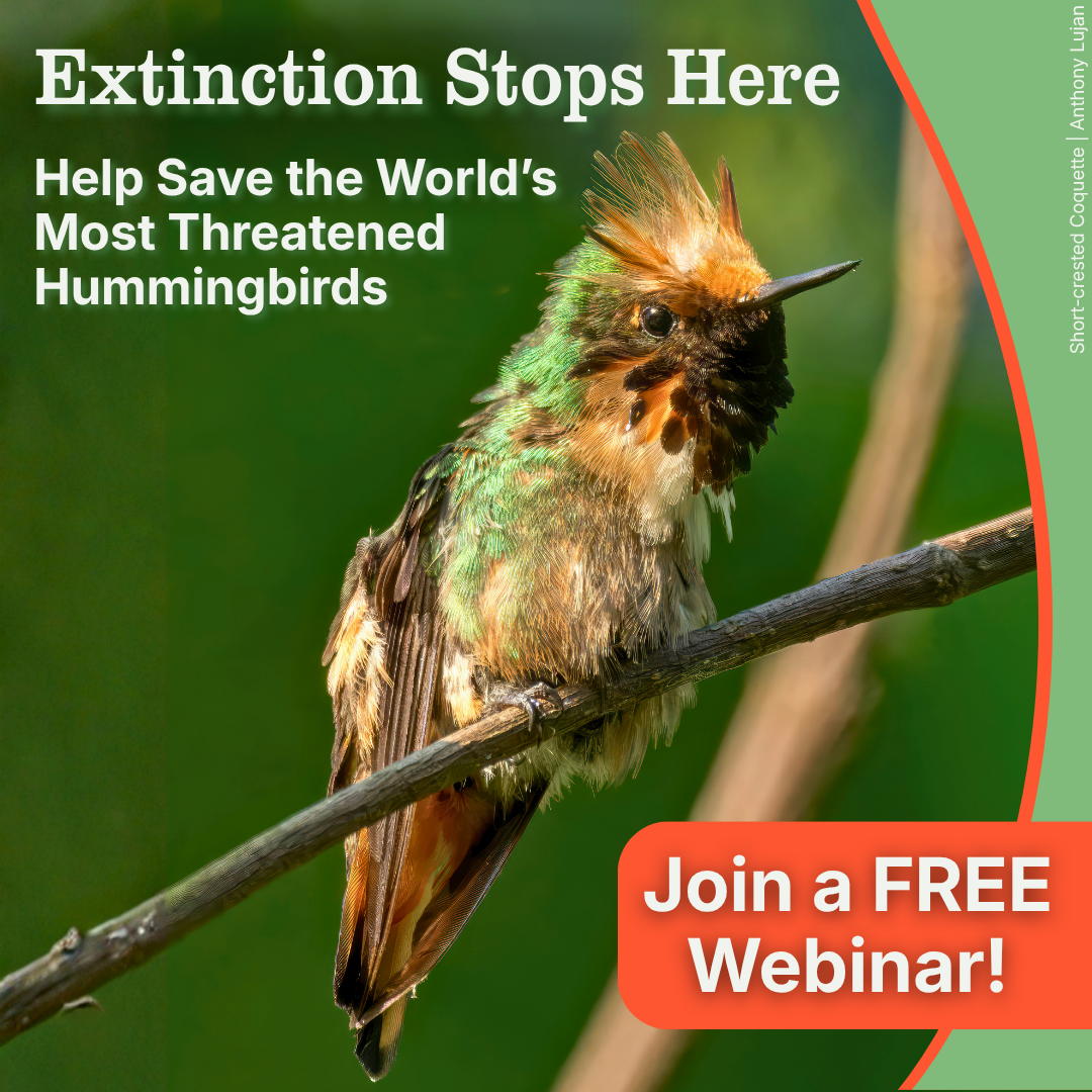 ABC Short-crested Coquette 09-2026 04.png
