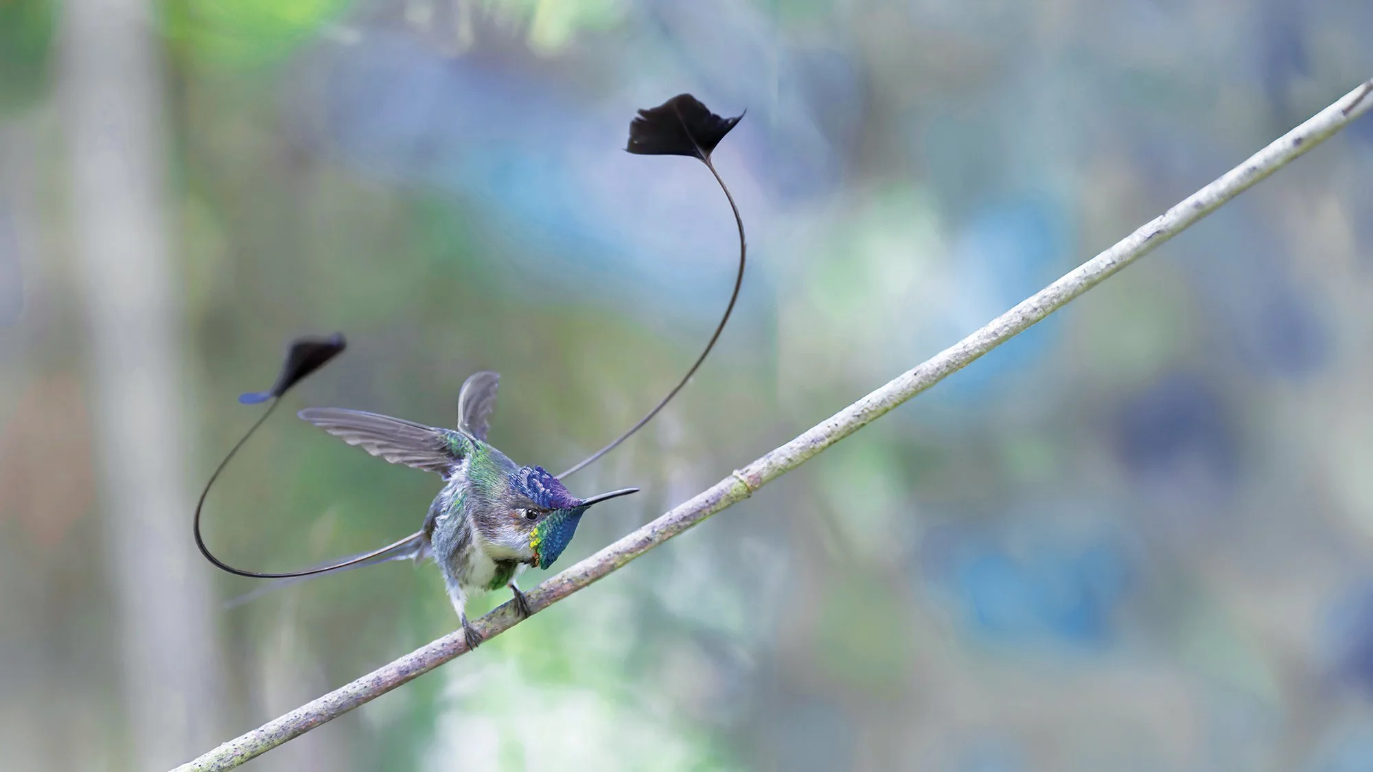 A hummingbird perched on a branch with two black tails attached to it, set against a blurred natural background.