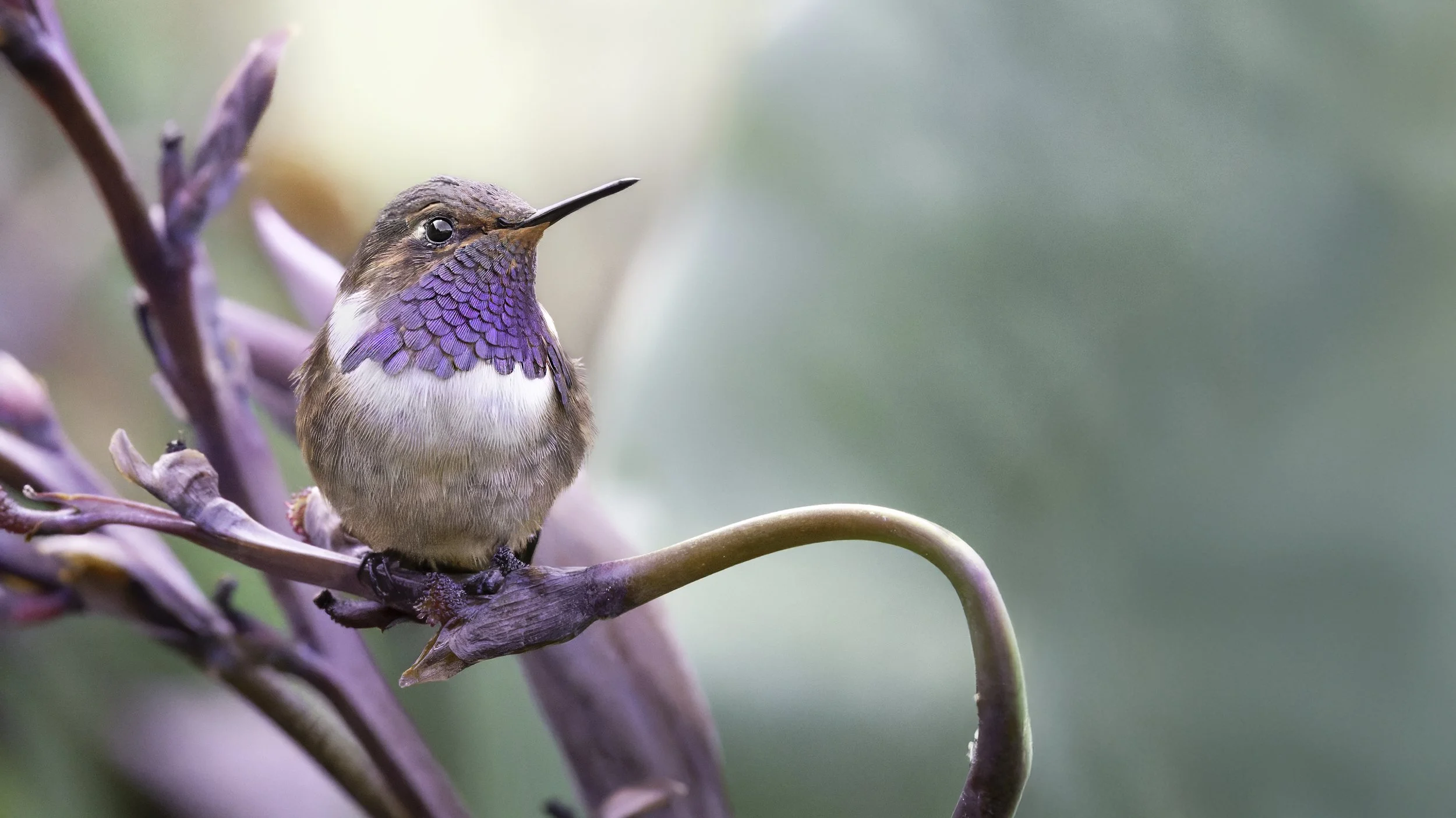 A small bird with iridescent purple and blue feathers on its throat, perched on a branch amid purple-tinted plant stems, with a soft, blurred green background.