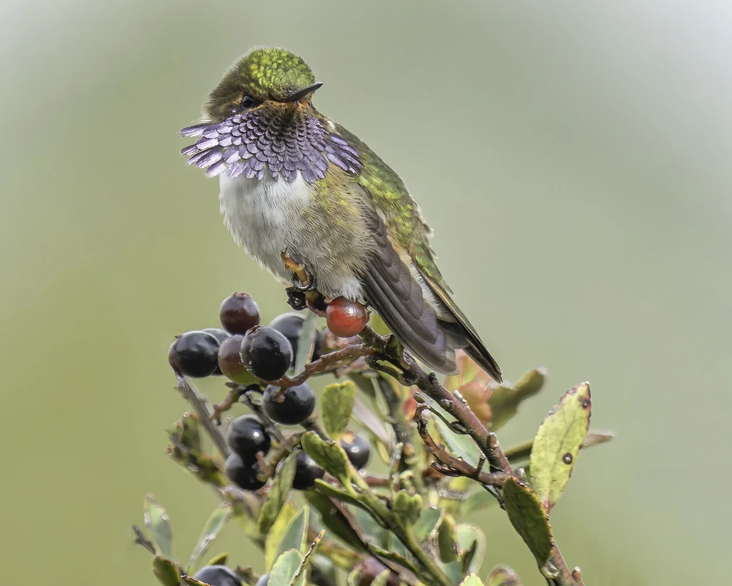 DSC9134 - Volcano Hummingbird.jpg