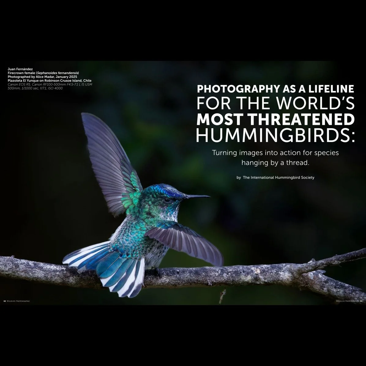 Wildlife Photographic Magazine Issue 77 (Jan - Feb 2026)