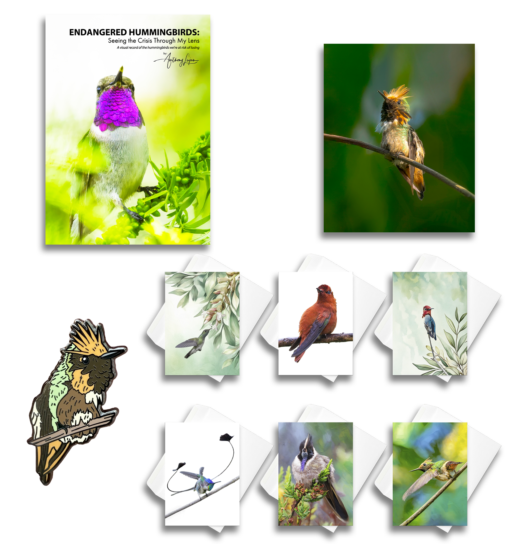 Educational poster on endangered hummingbirds featuring a colorful drawn Hummingbird, a real photograph of a hummingbird, trading cards with illustrations of various bird species, including kingbird, cardinal, bluebird, hummingbird, mountain chickadee, and a chickadee, and a cartoon illustration of a hummingbird.