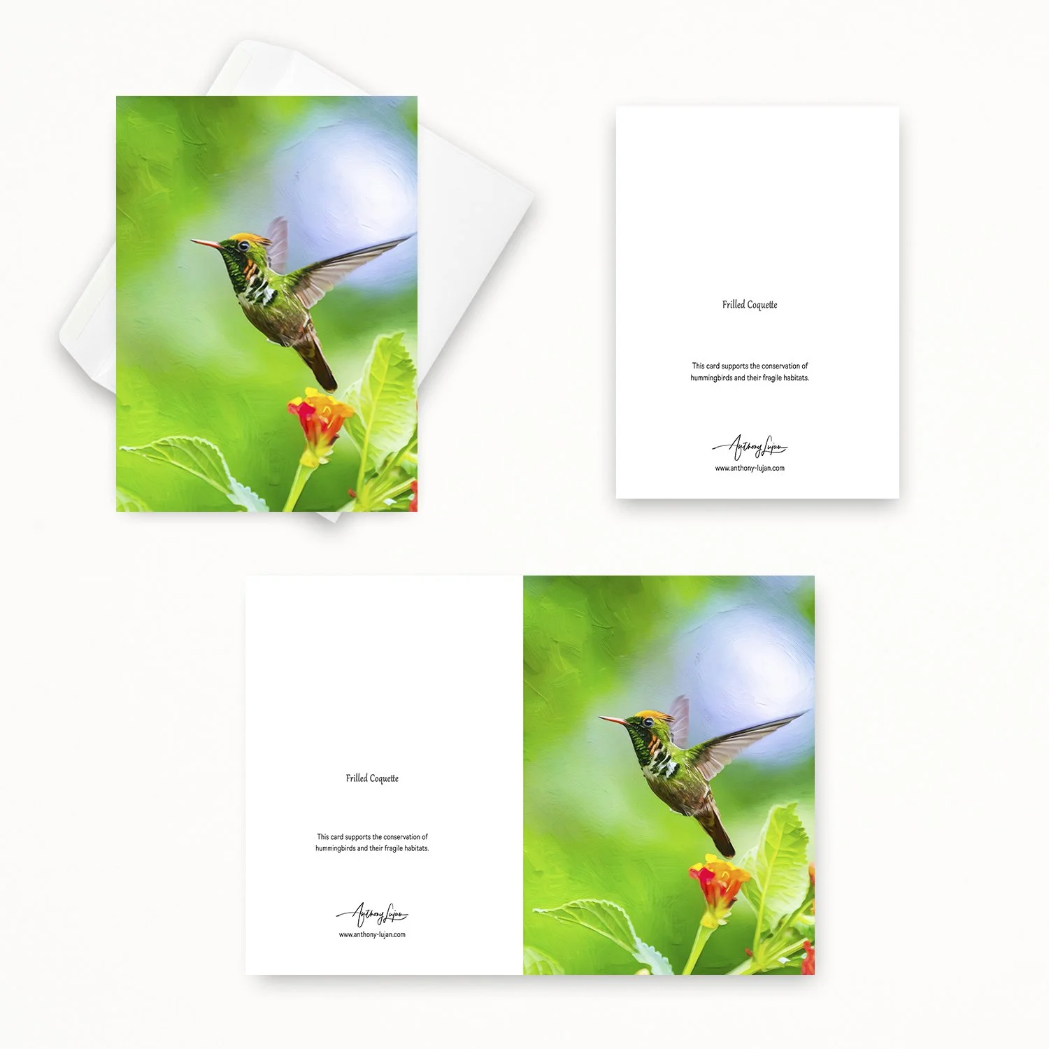Frilled Coquette 02.jpg