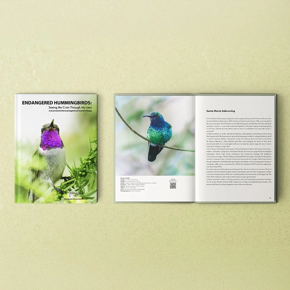 Endangered Hummingbirds-  SQ website 01.jpg
