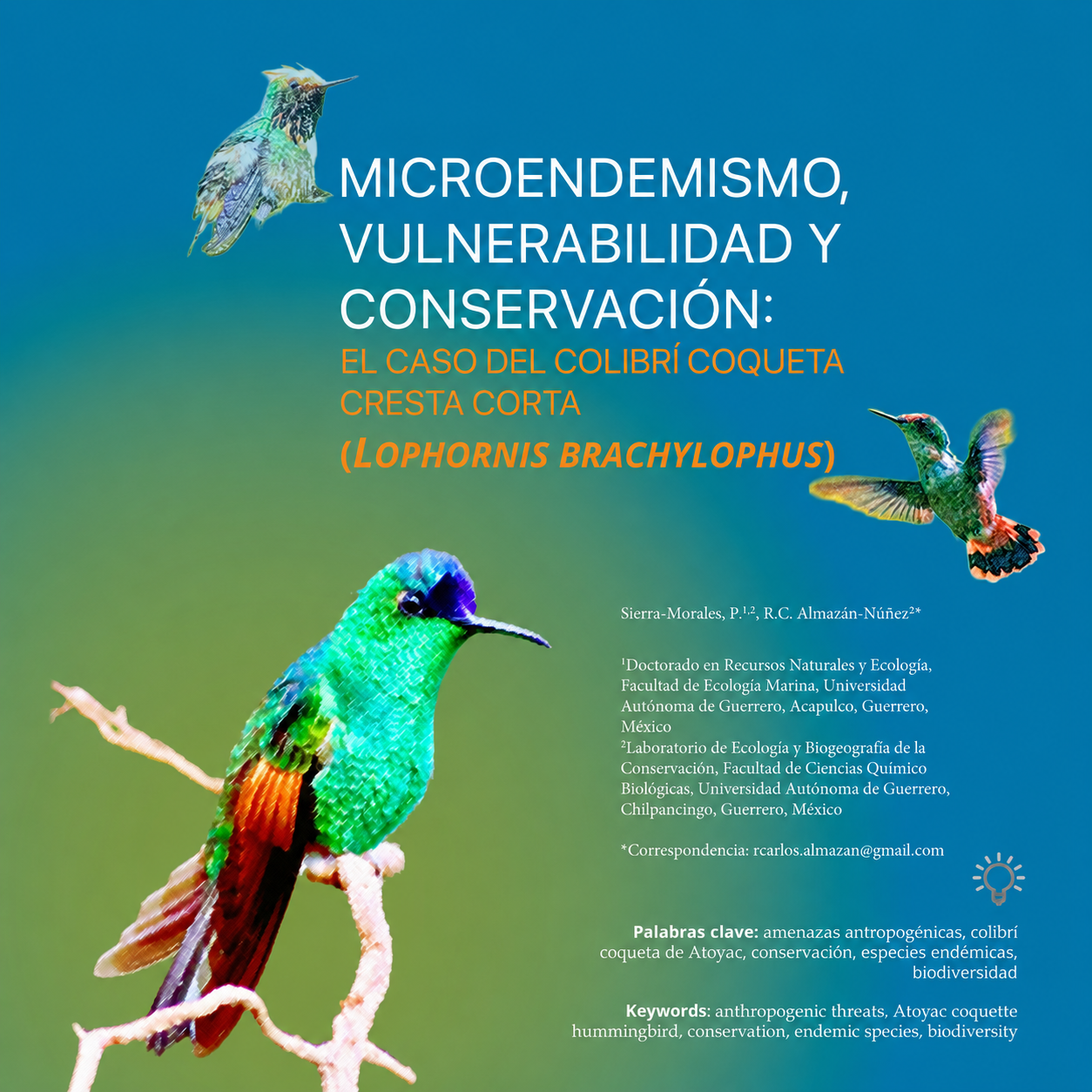 Anthony’s Short-crested Coquette in a UAG Conservation Flyer