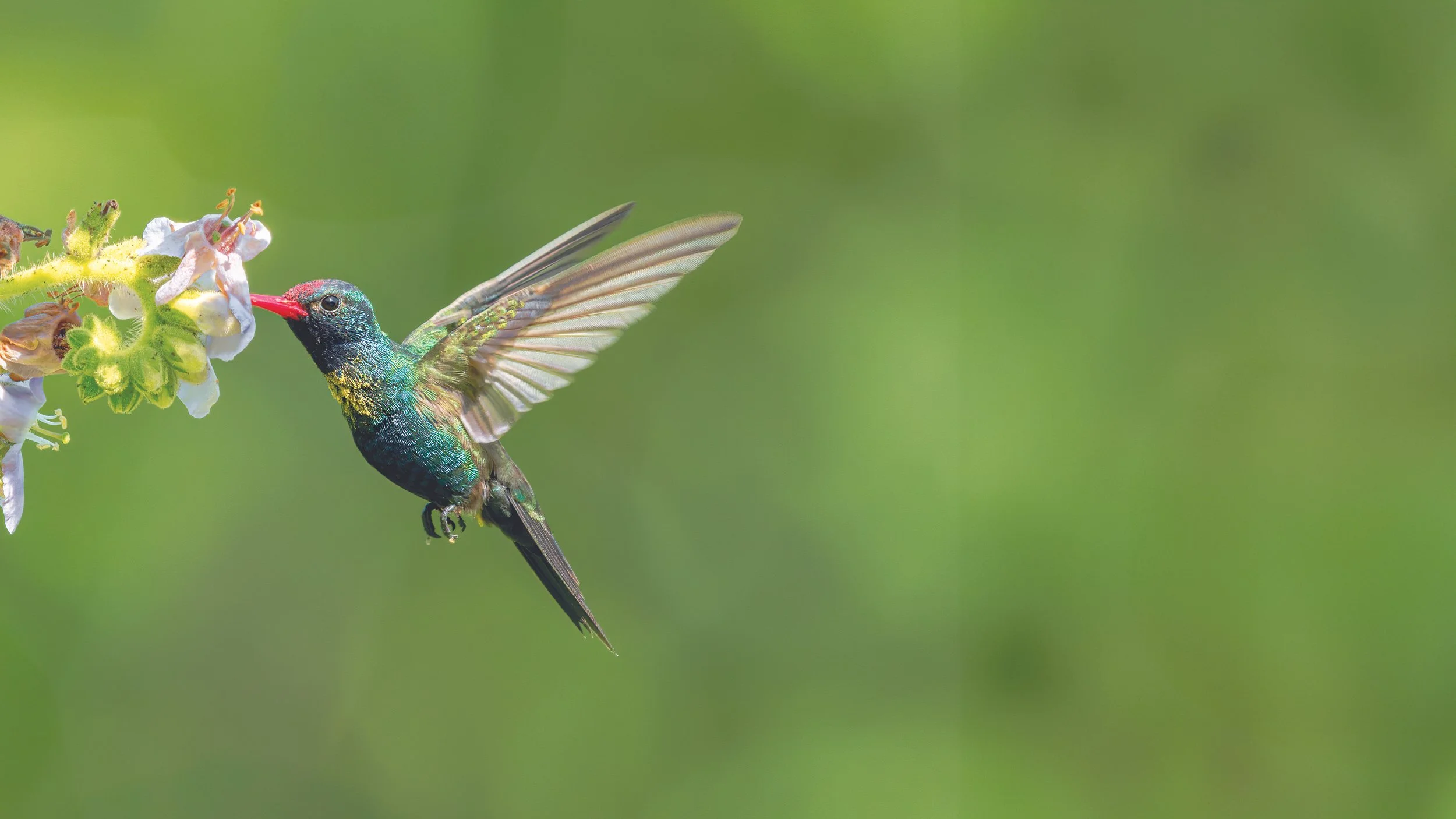 A hummingbird with iridescent green and blue feathers feeding on a white flower with a pinkish red beak against a green blurred background.