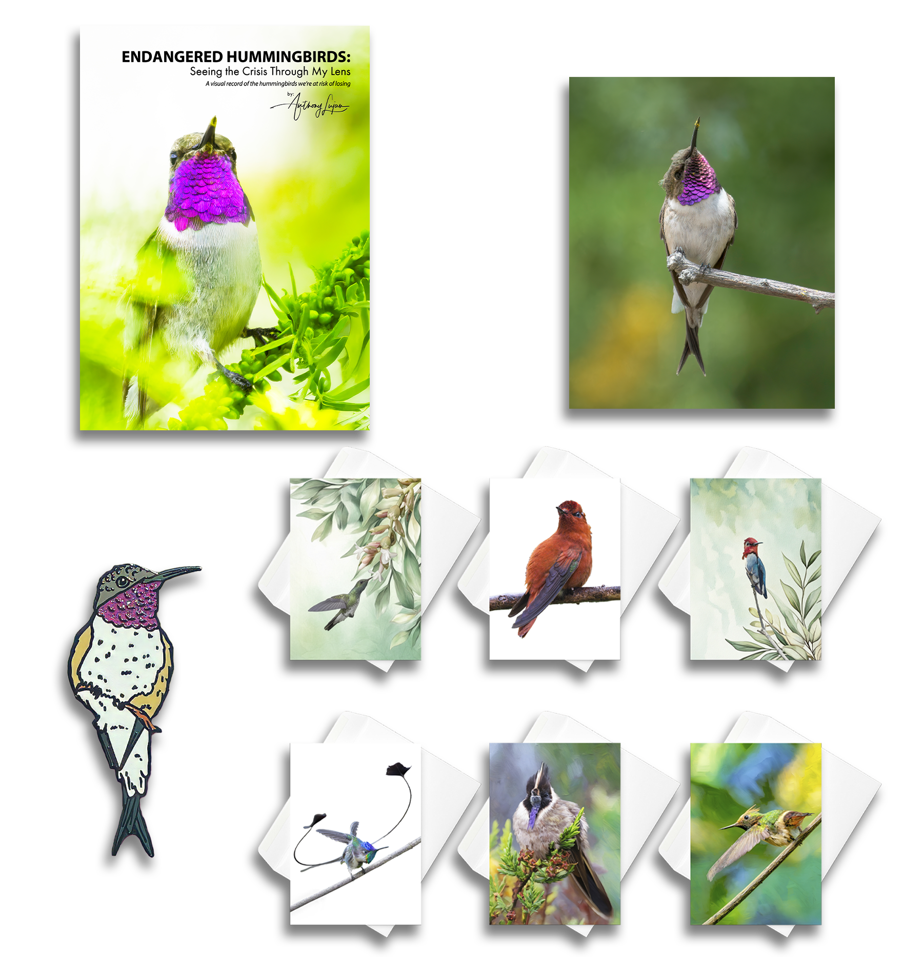 Illustration and photographs of hummingbirds and various bird species, including an endangered hummingbird with purple throat, perched on branches and fluttering among leaves.